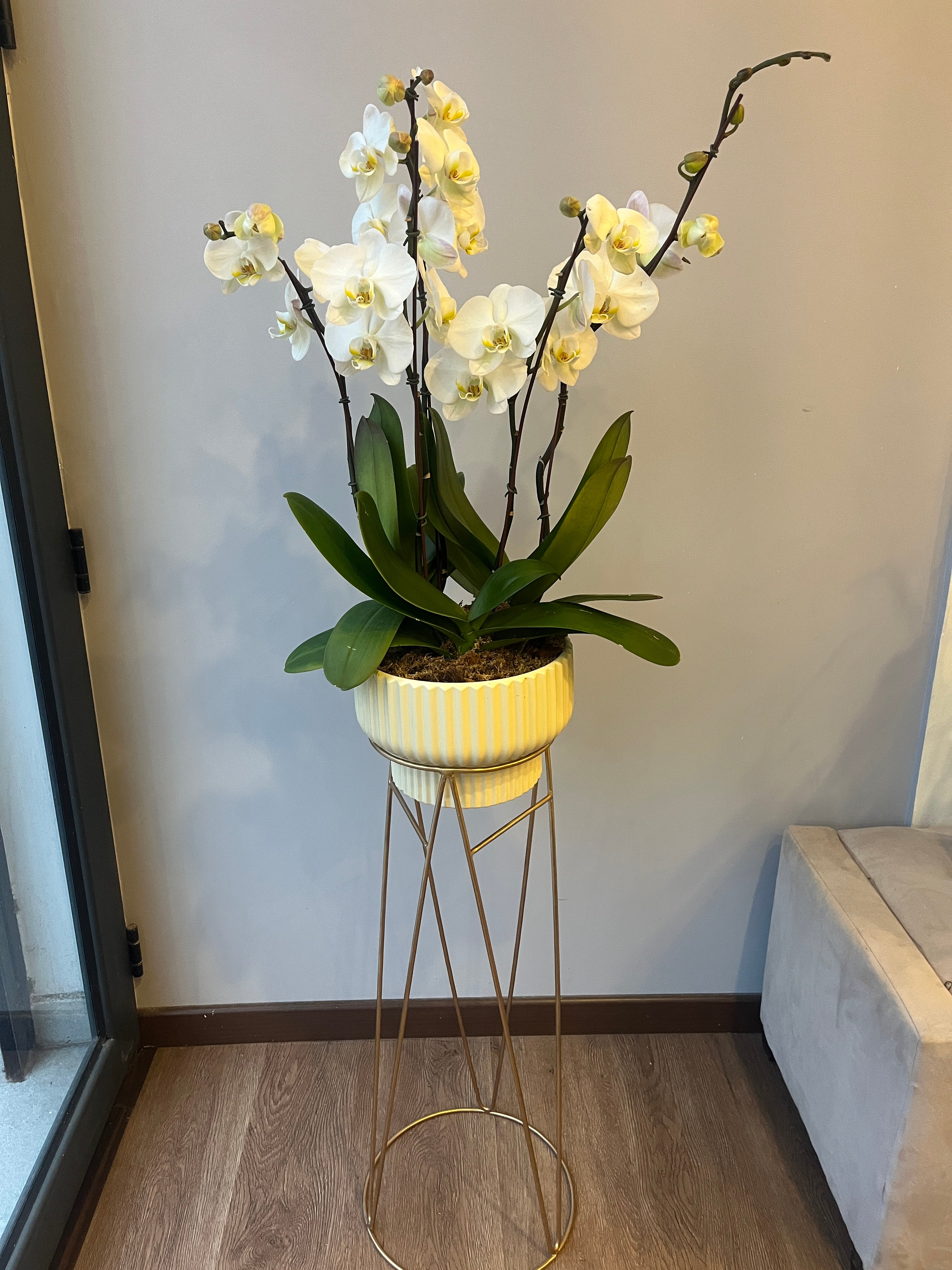 Orquídea Nobleza