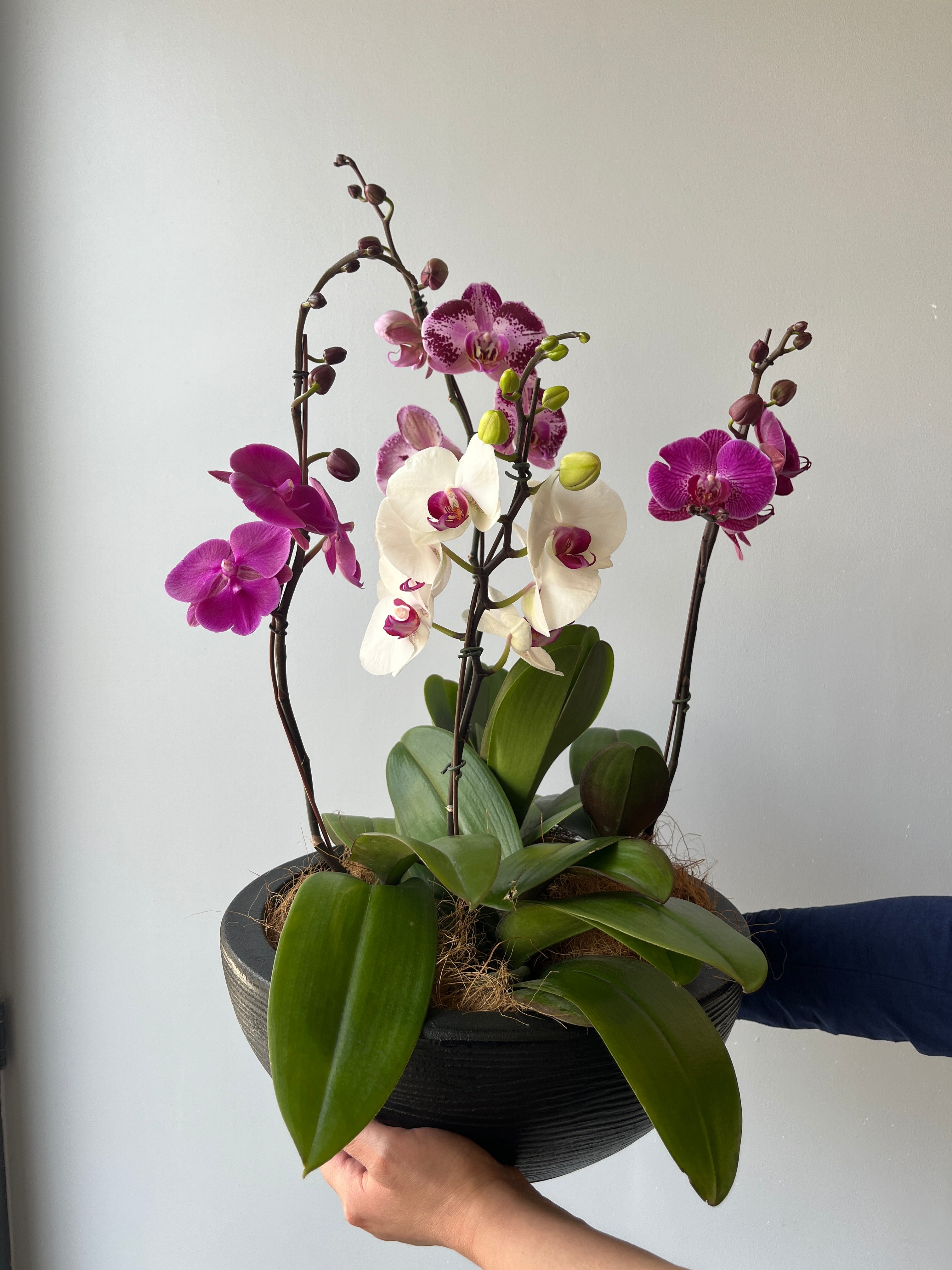Arreglo orquidea gracia