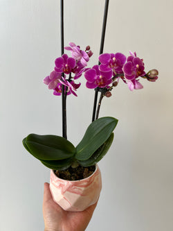 Arreglo multiflora