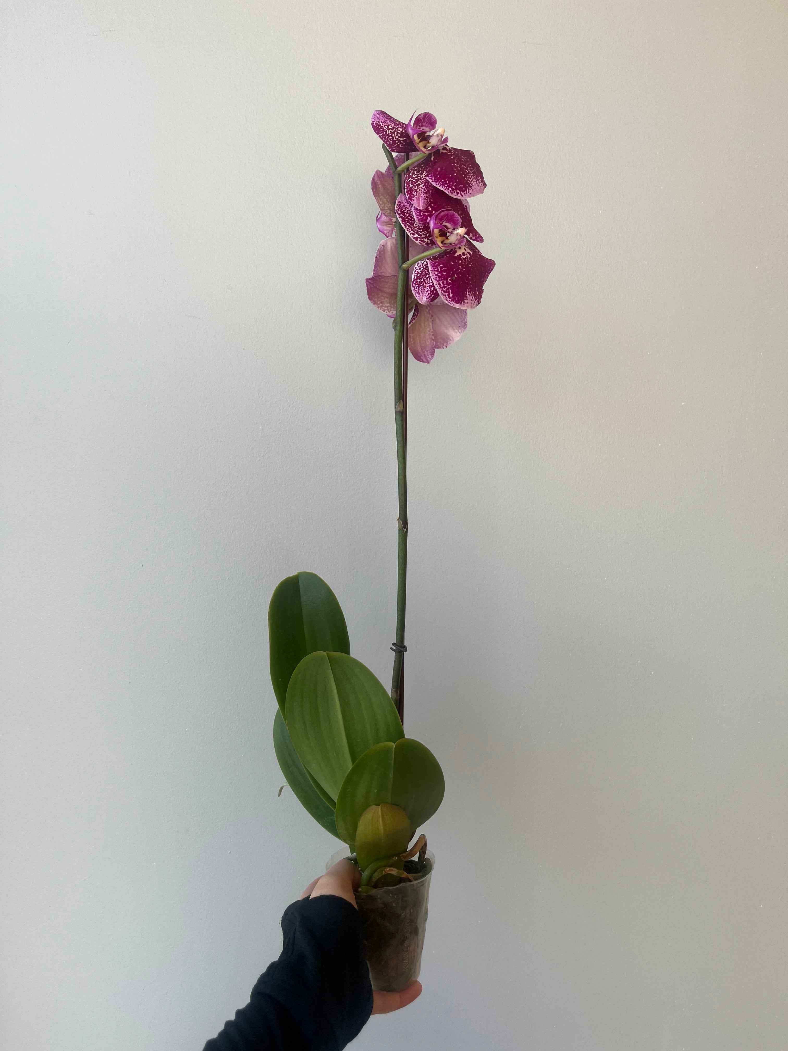 Orquídea Fucsia Jaspeada Grande Liquidación