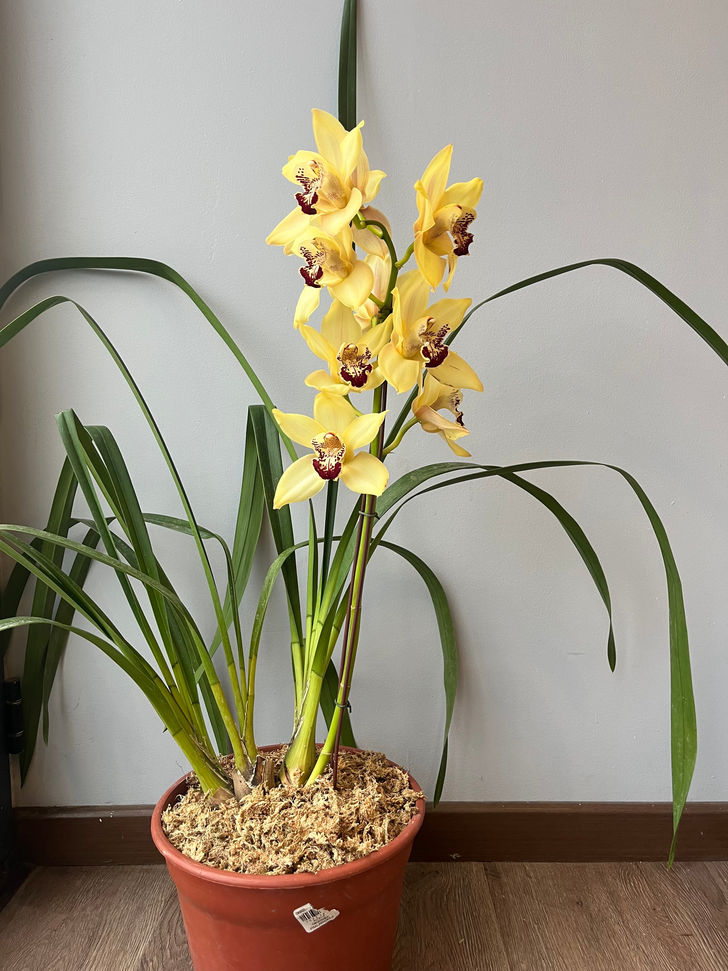 Orquídea Cymbidium Amarilla