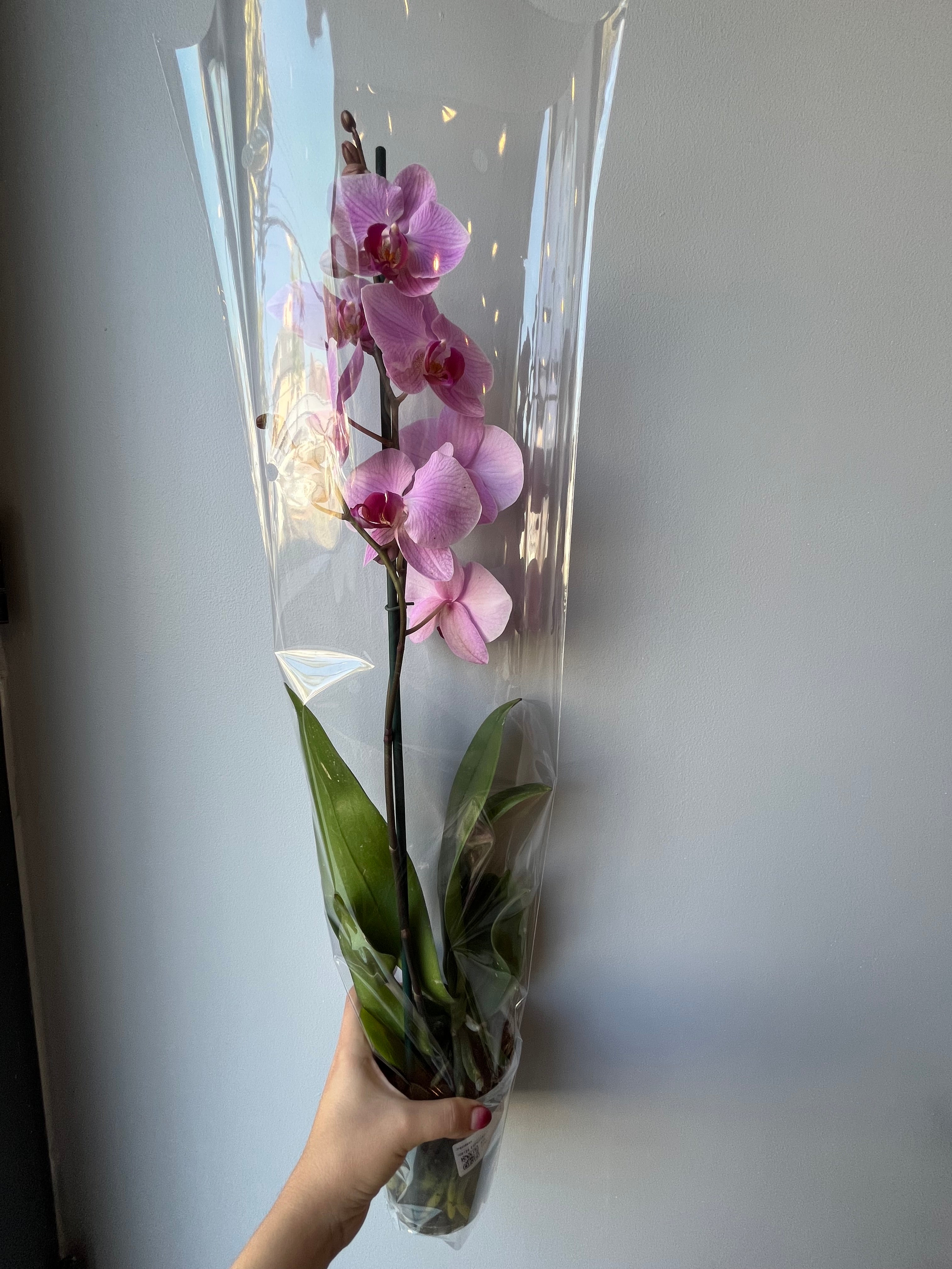Orquídea Rosa Una Vara