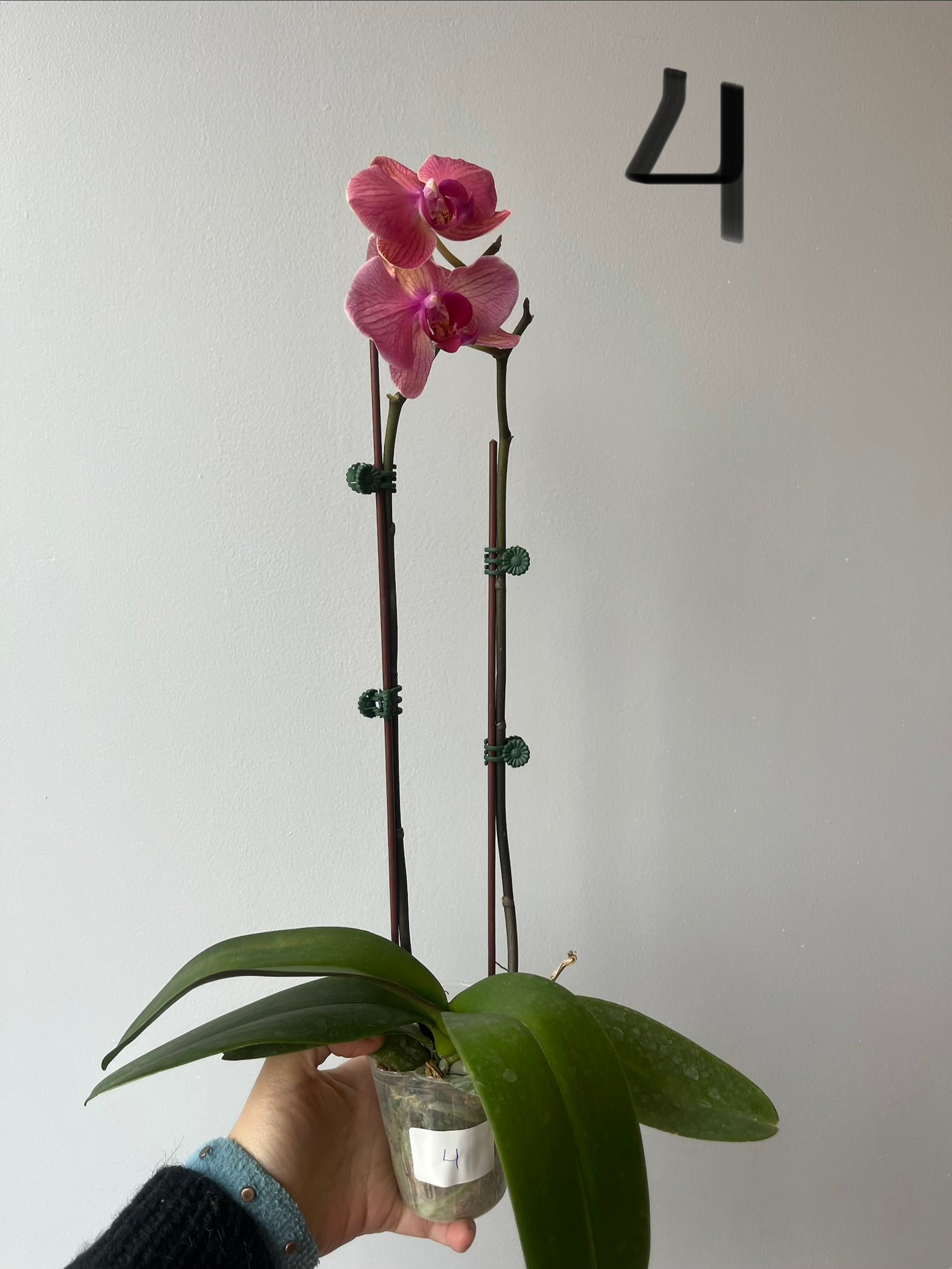 Orquídeas Medianas Fucsias Tonos