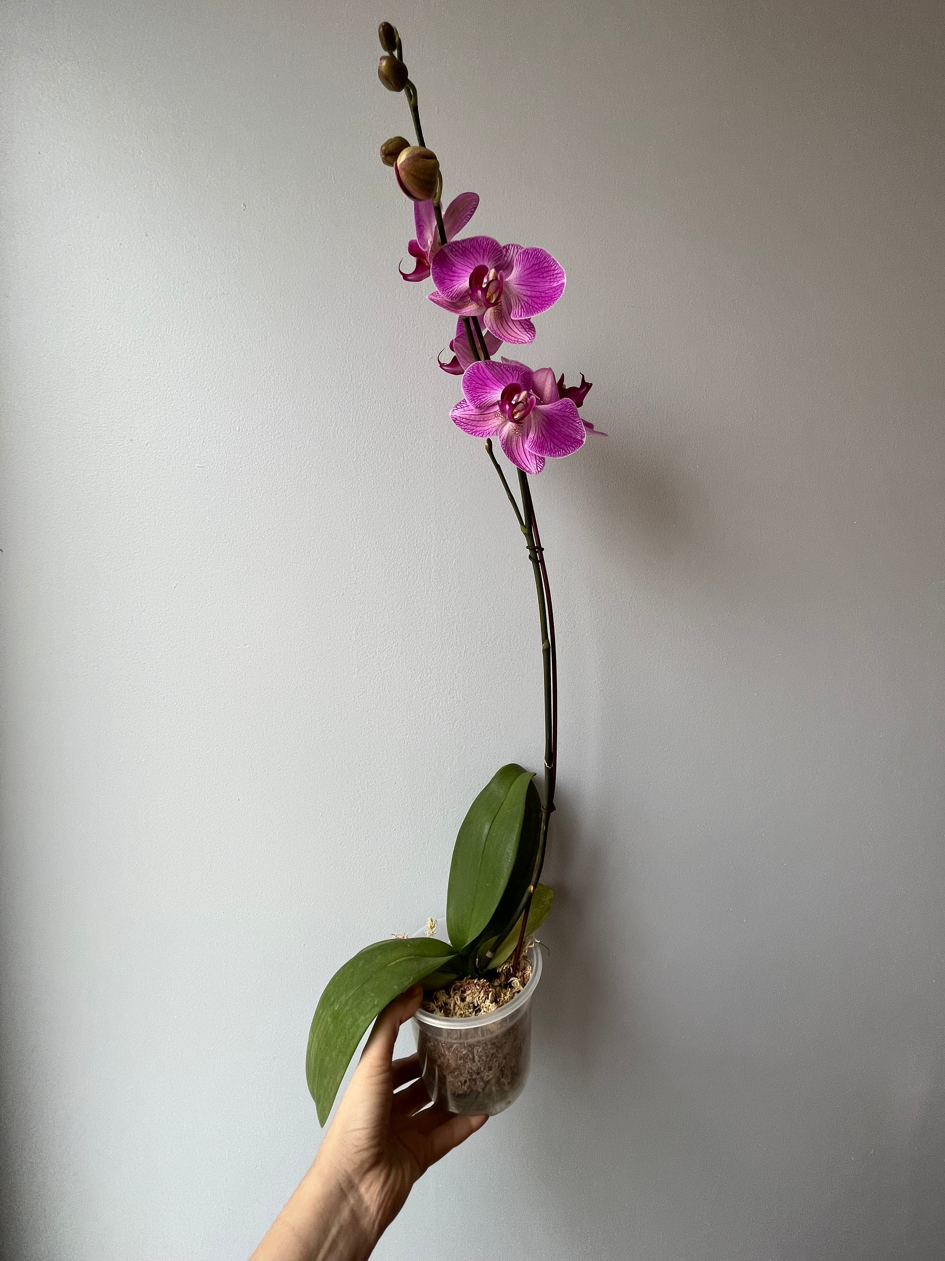 Orquídea Rosa Vetas