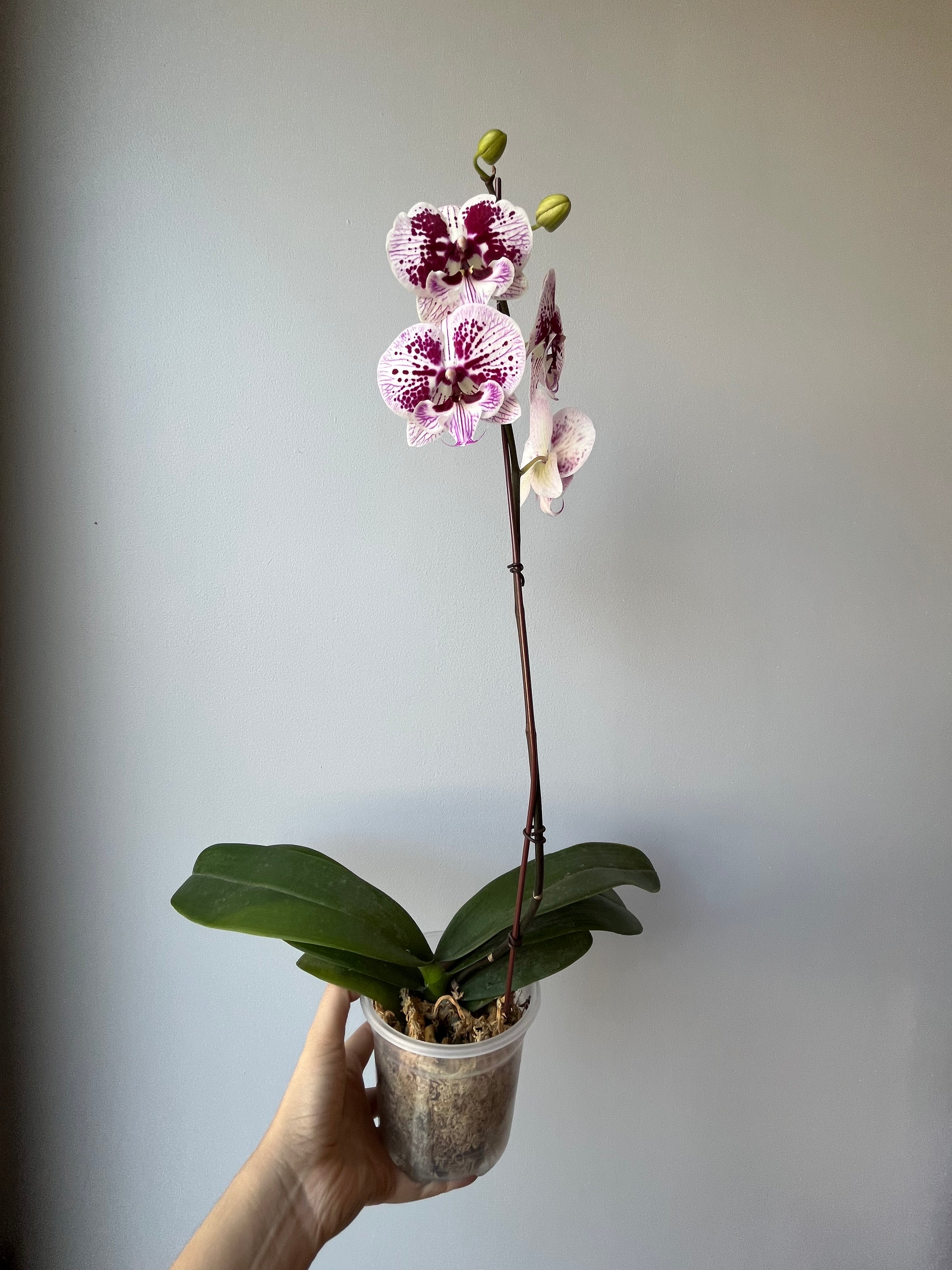 Orquídea White Conffeti