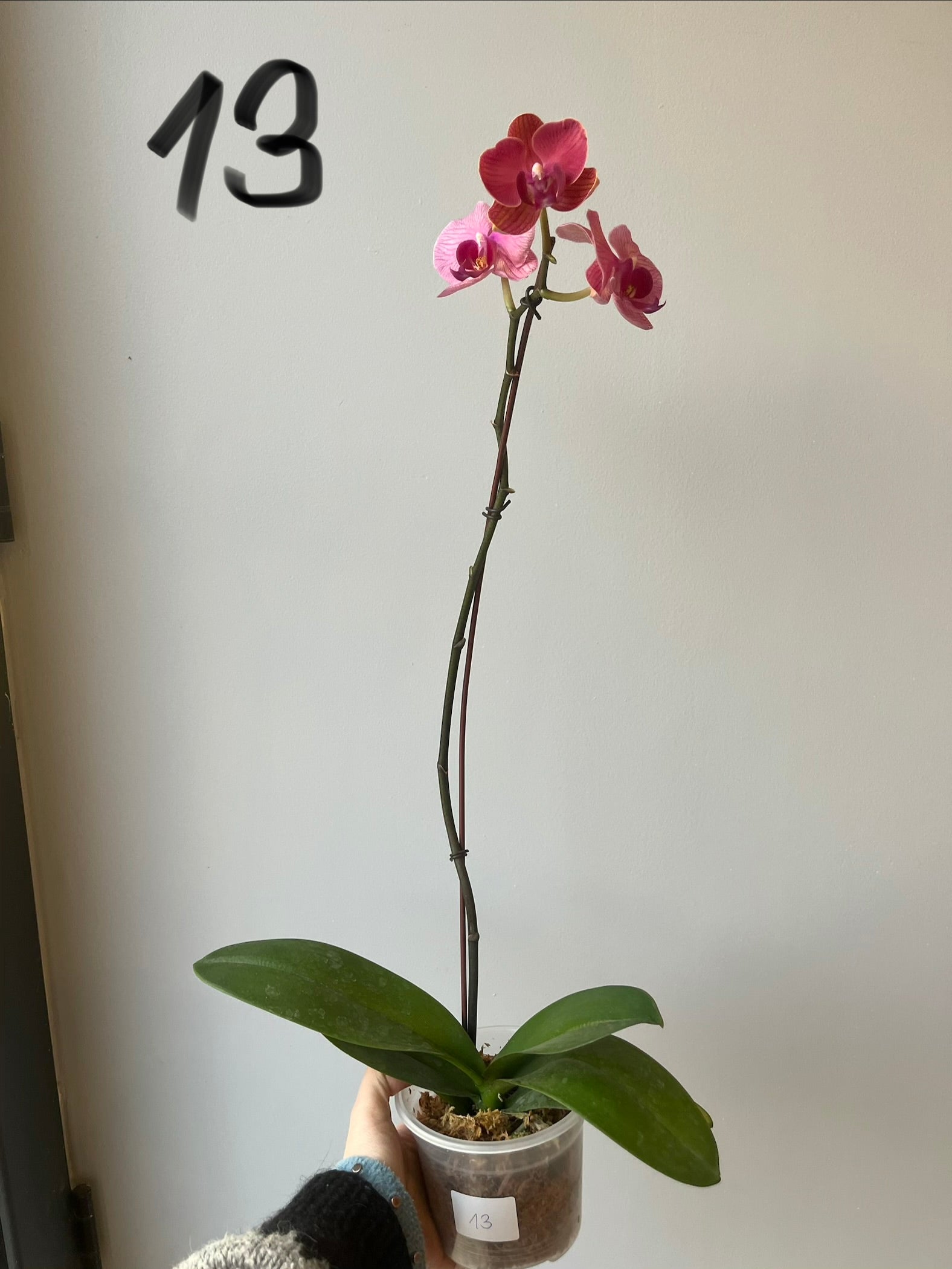 Orquídeas Grandes Fucsias  Tonos
