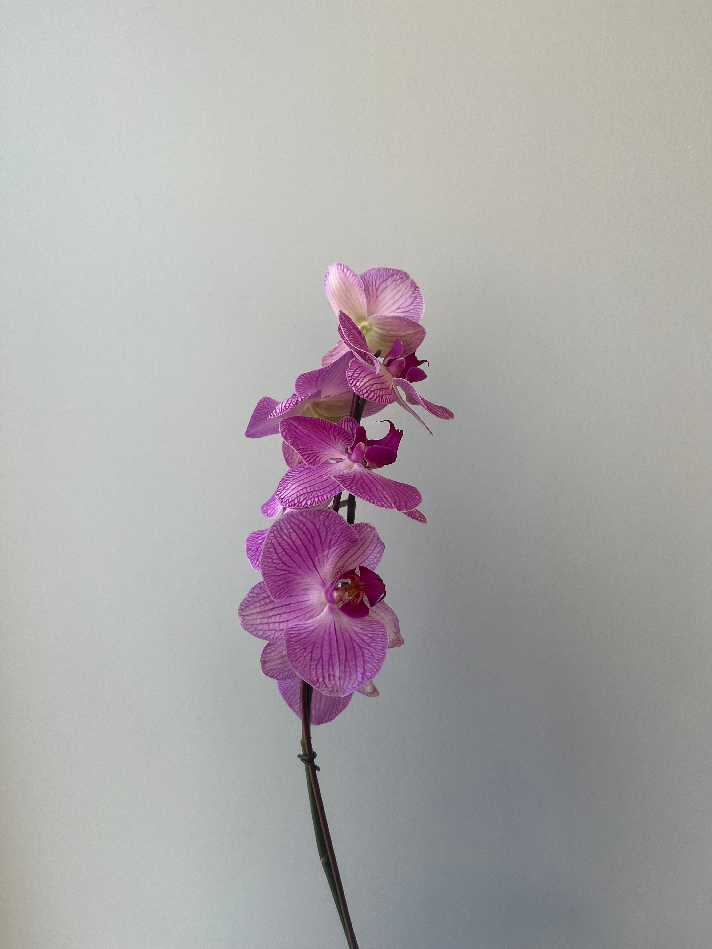 Orquídea Rosa Grande Liquidación