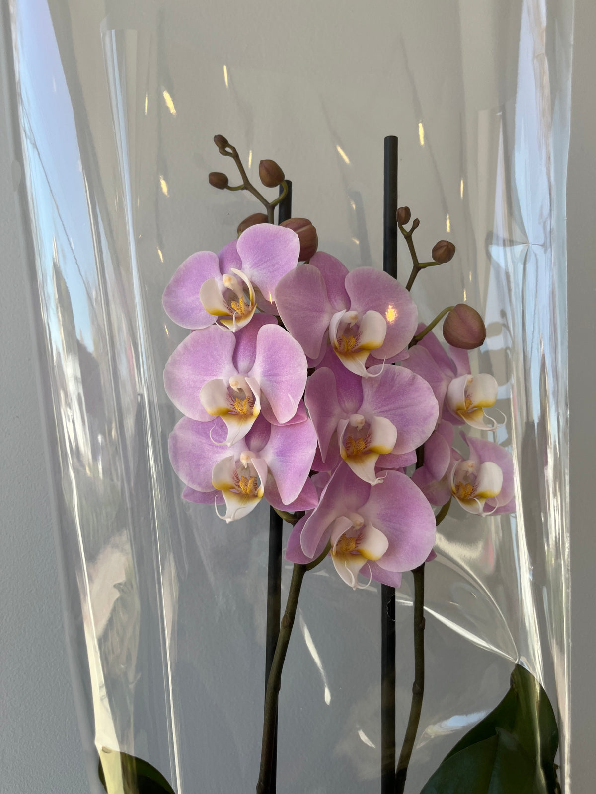 Orquídea Rosa Palo