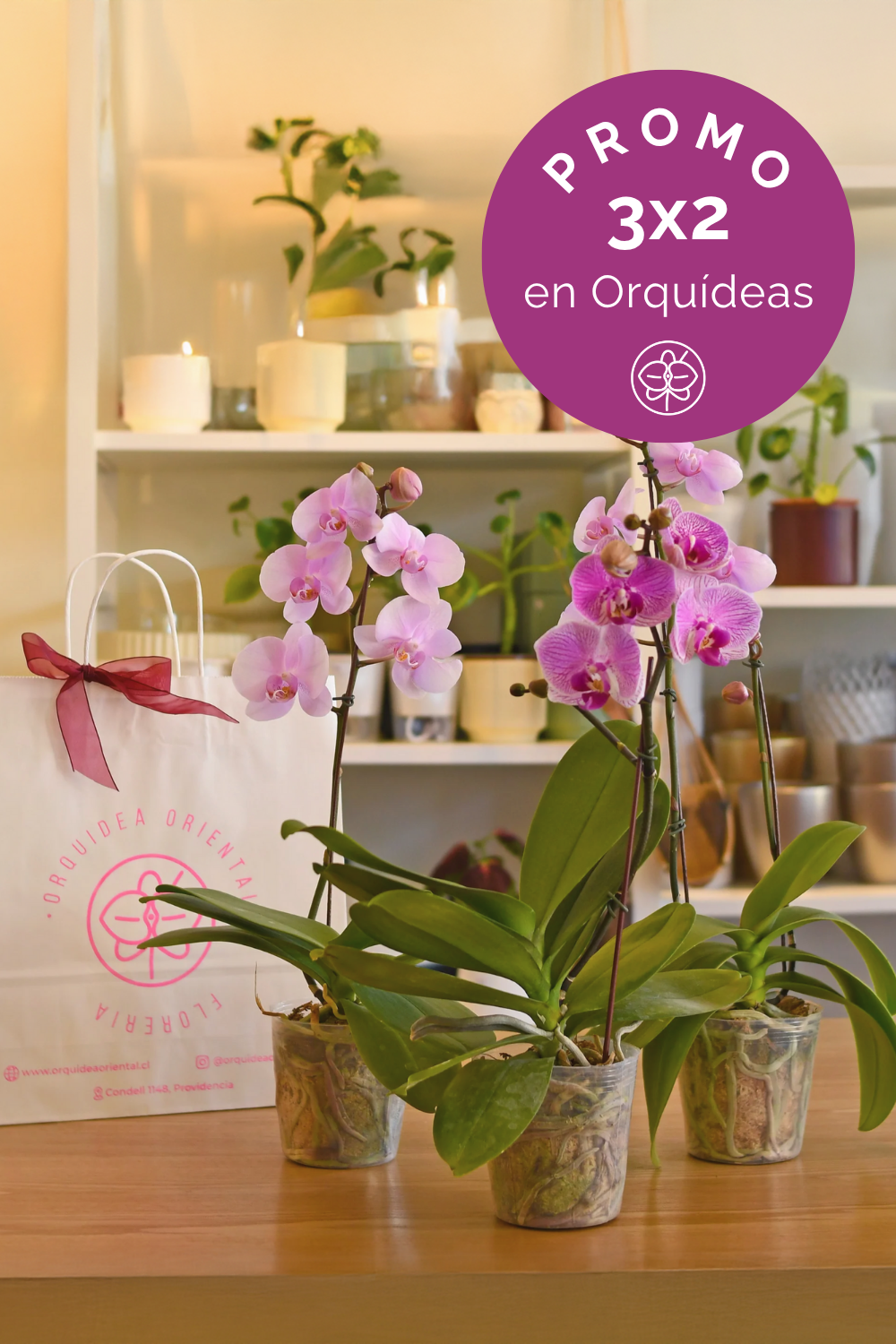 Promo 3x2 en orquideas