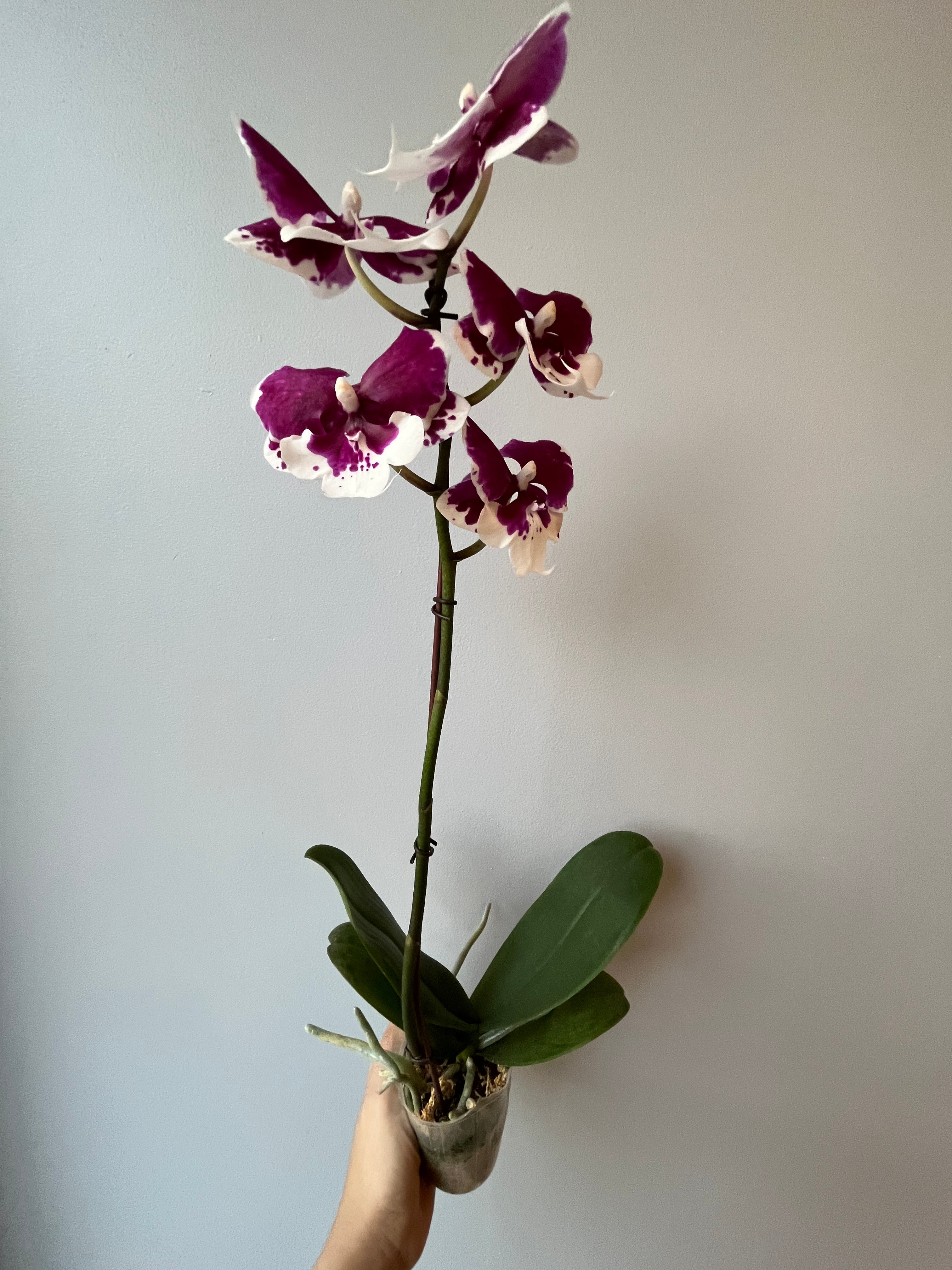 Orquídea Pequeña Lila Oscuro