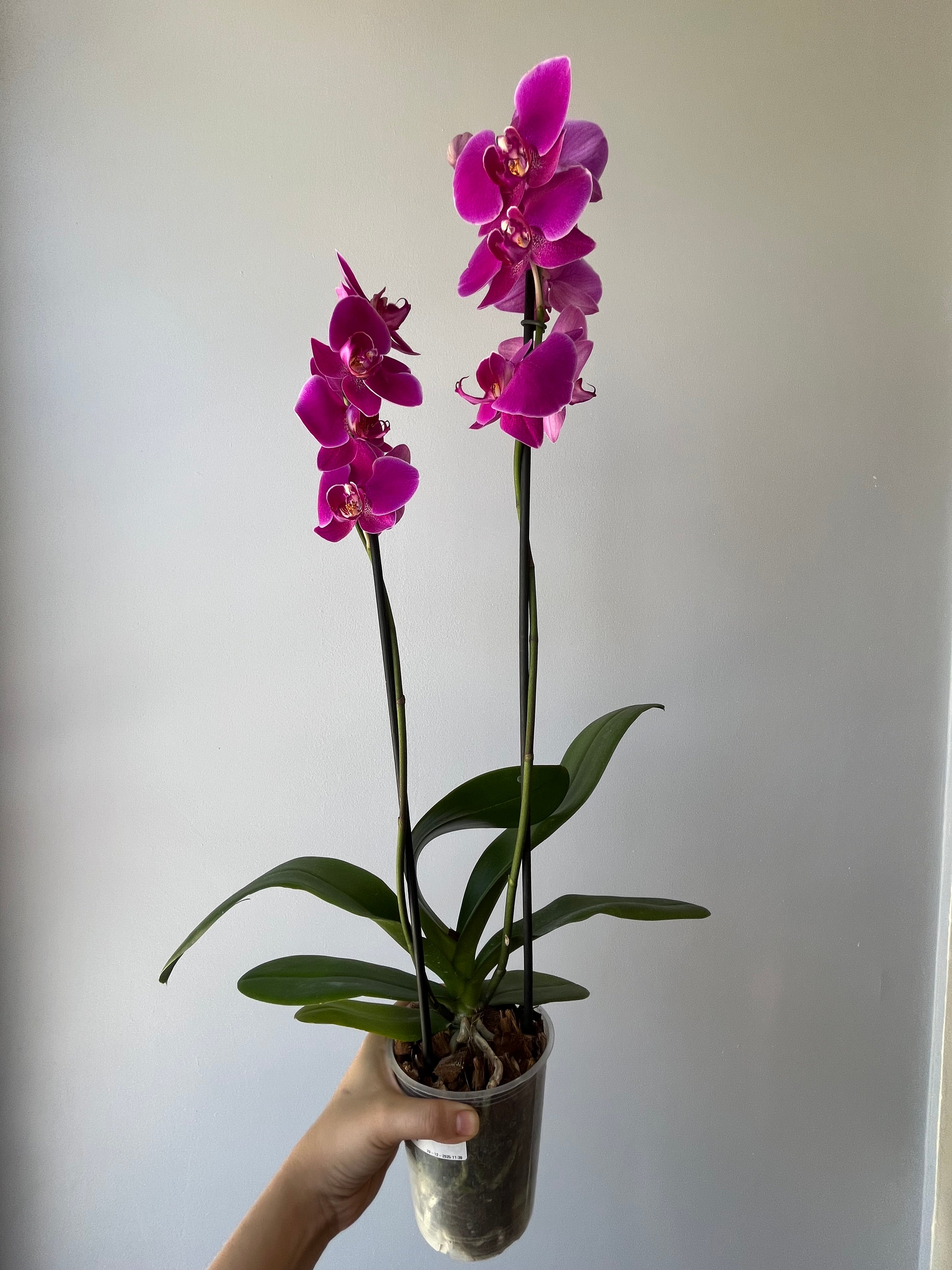 Orquídea Fucsia Dos Varas