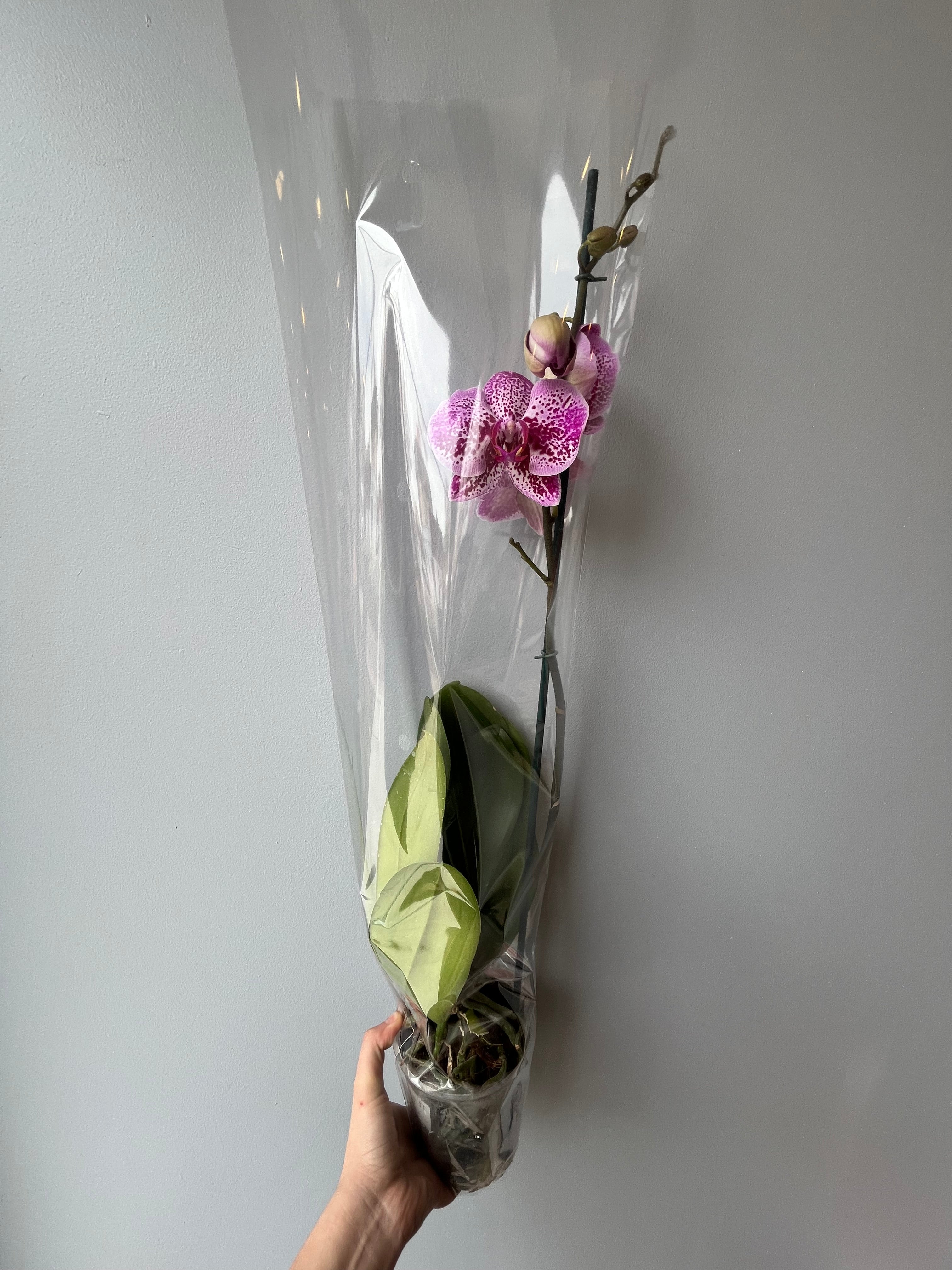 Orquídea Jaspeada