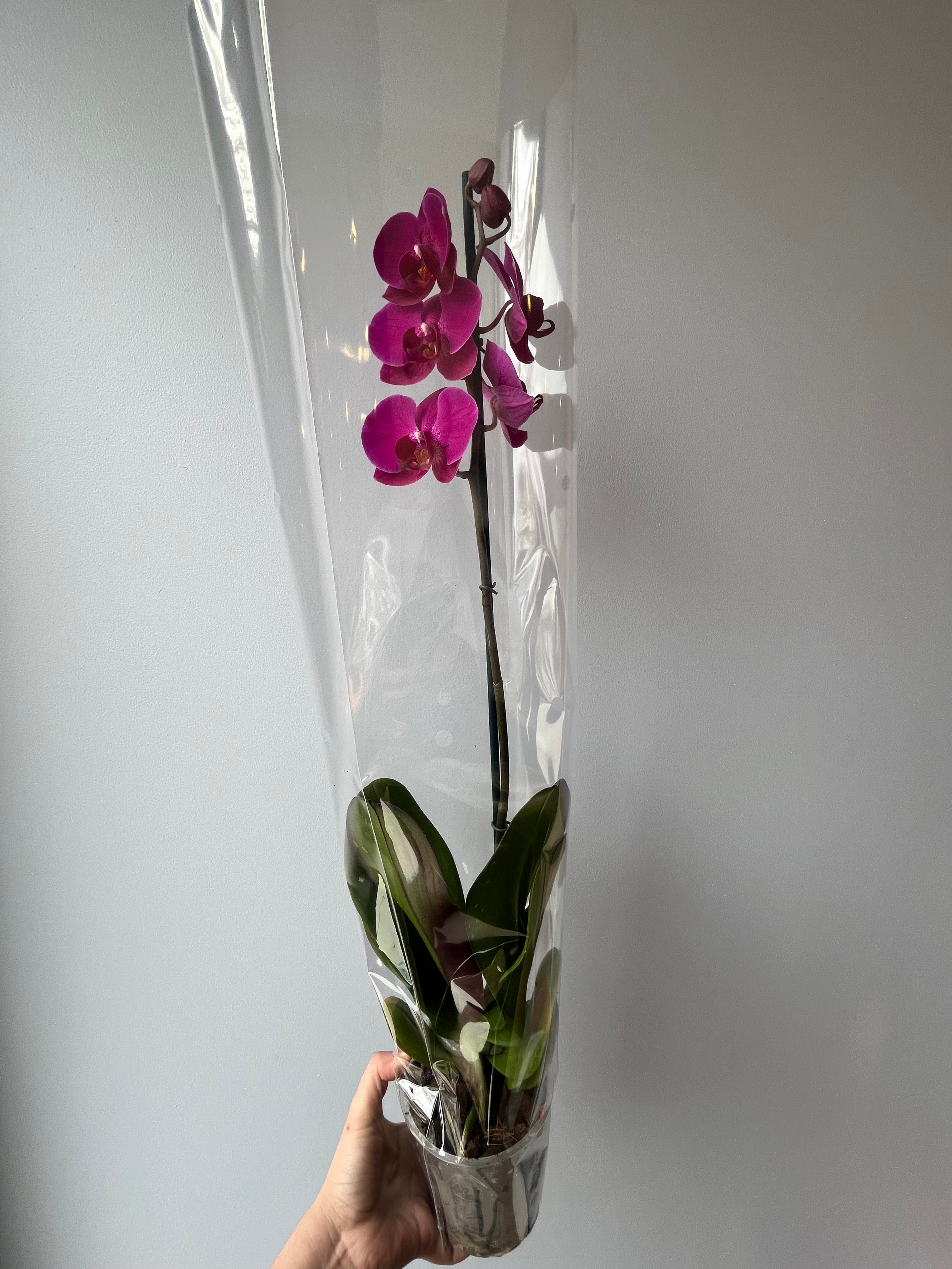 Orquídea Fucsia