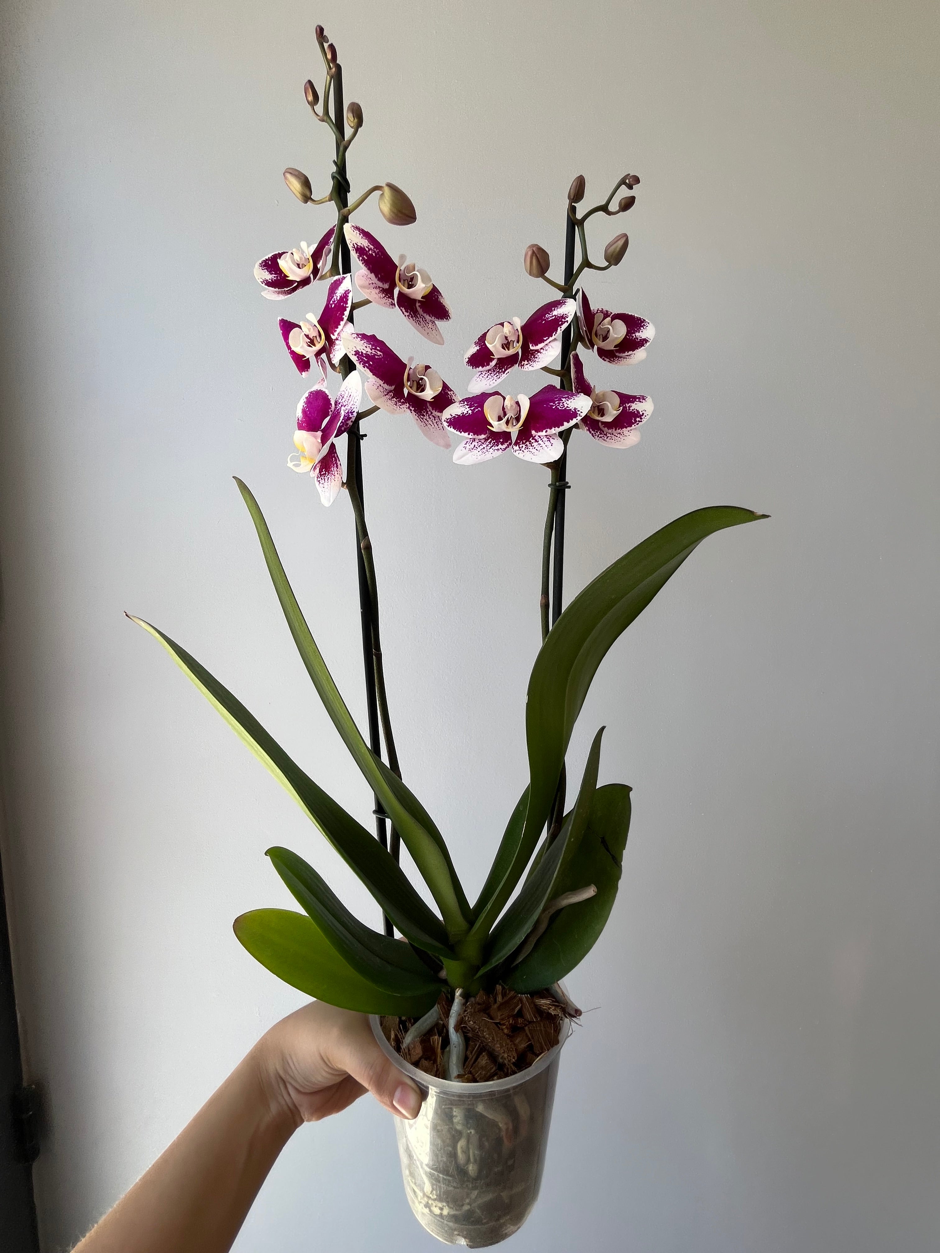 Orquídea Fucsia Rociada Dos Varas