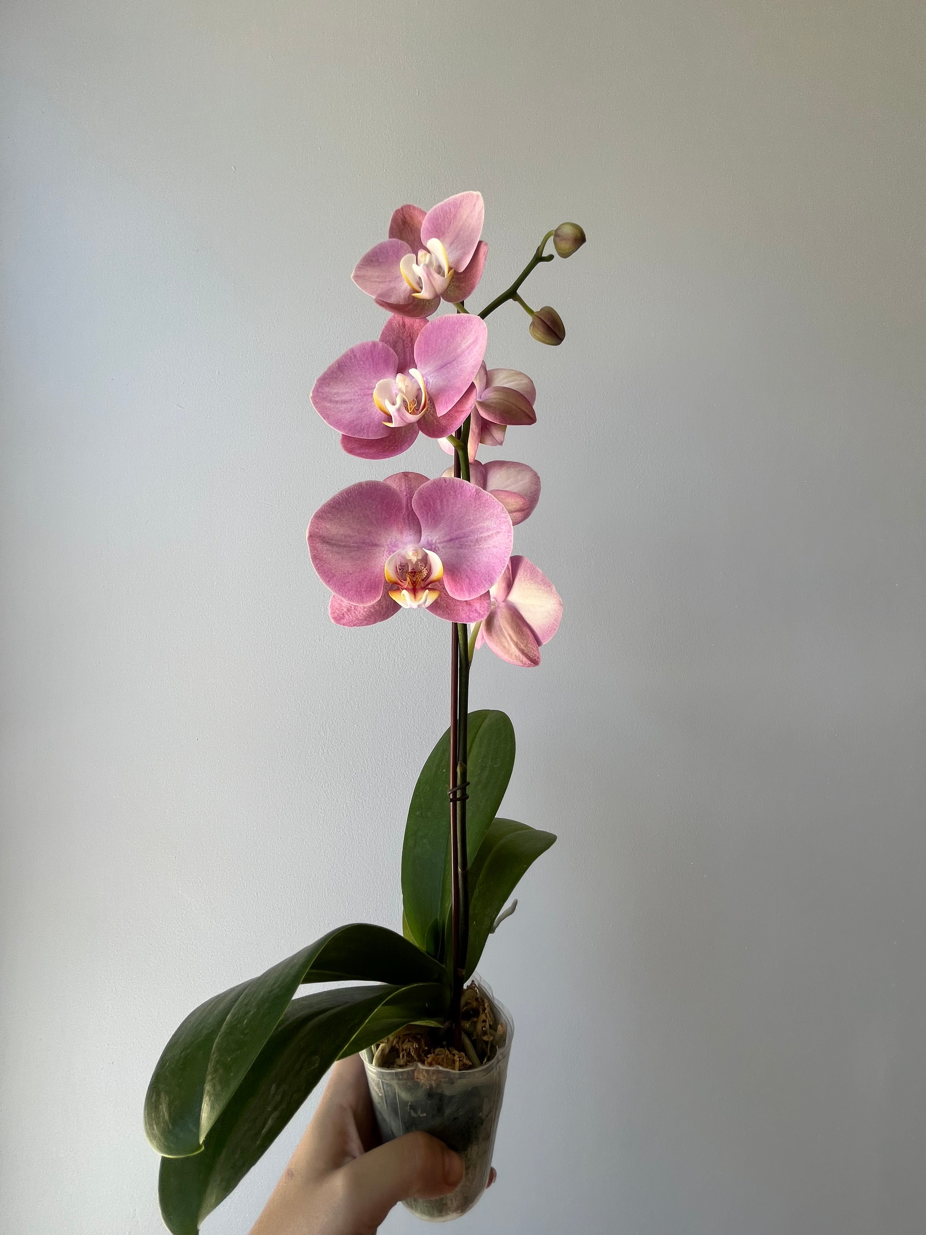 Orquídea Pequeña Rosa Púrpura Una Vara