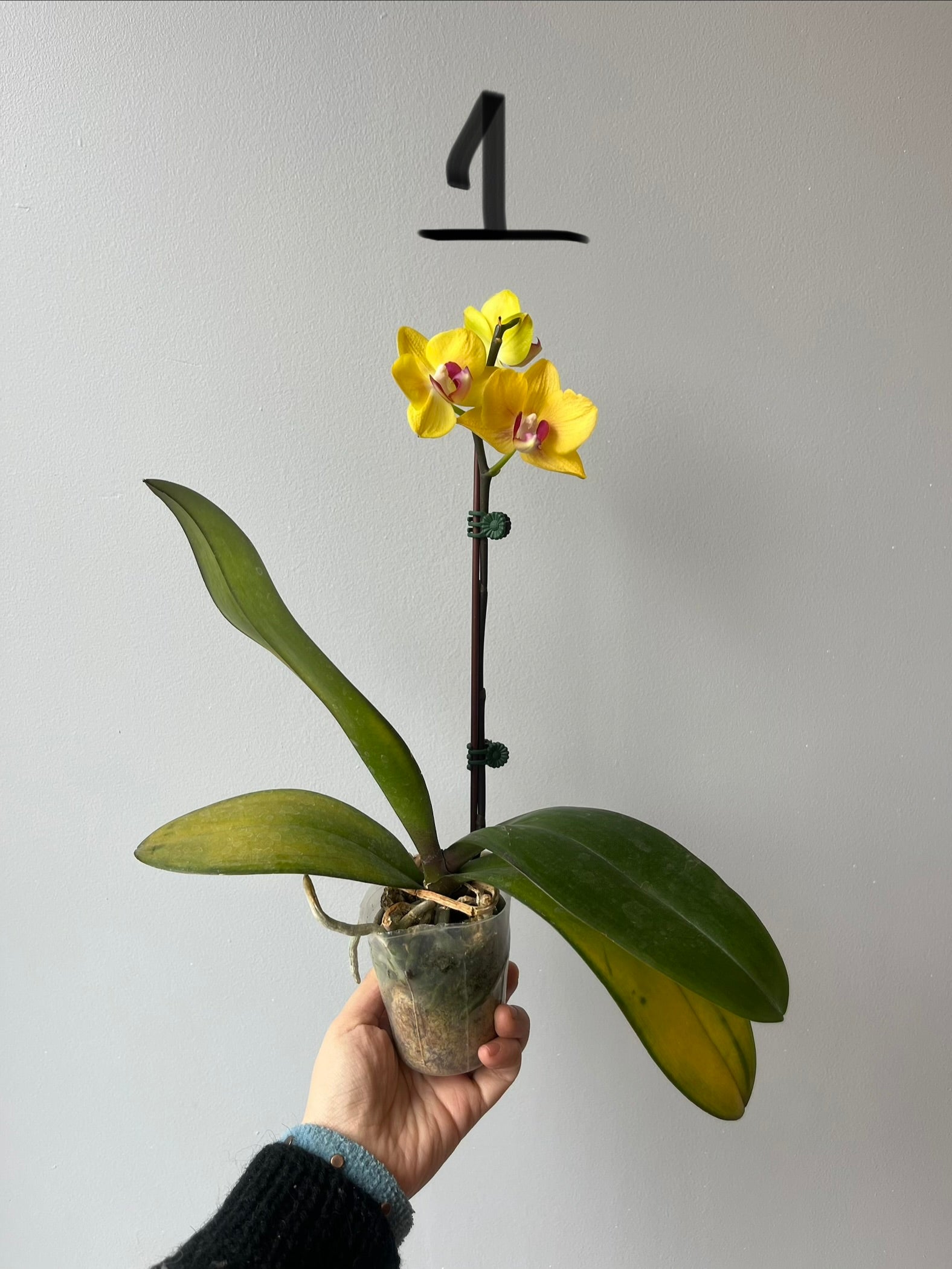 Orquídeas Medianas Amarillas