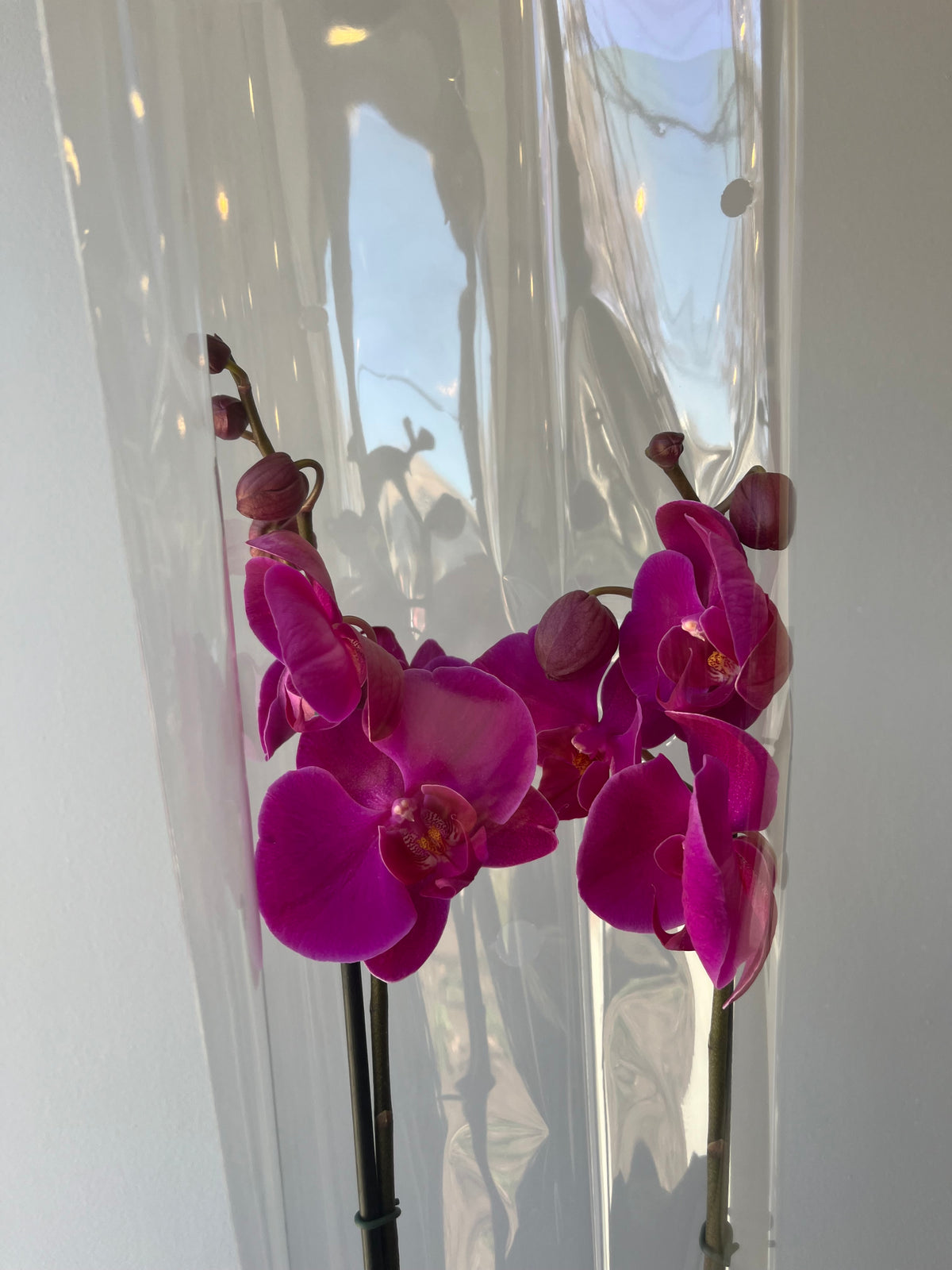 Orquídea Fucsia