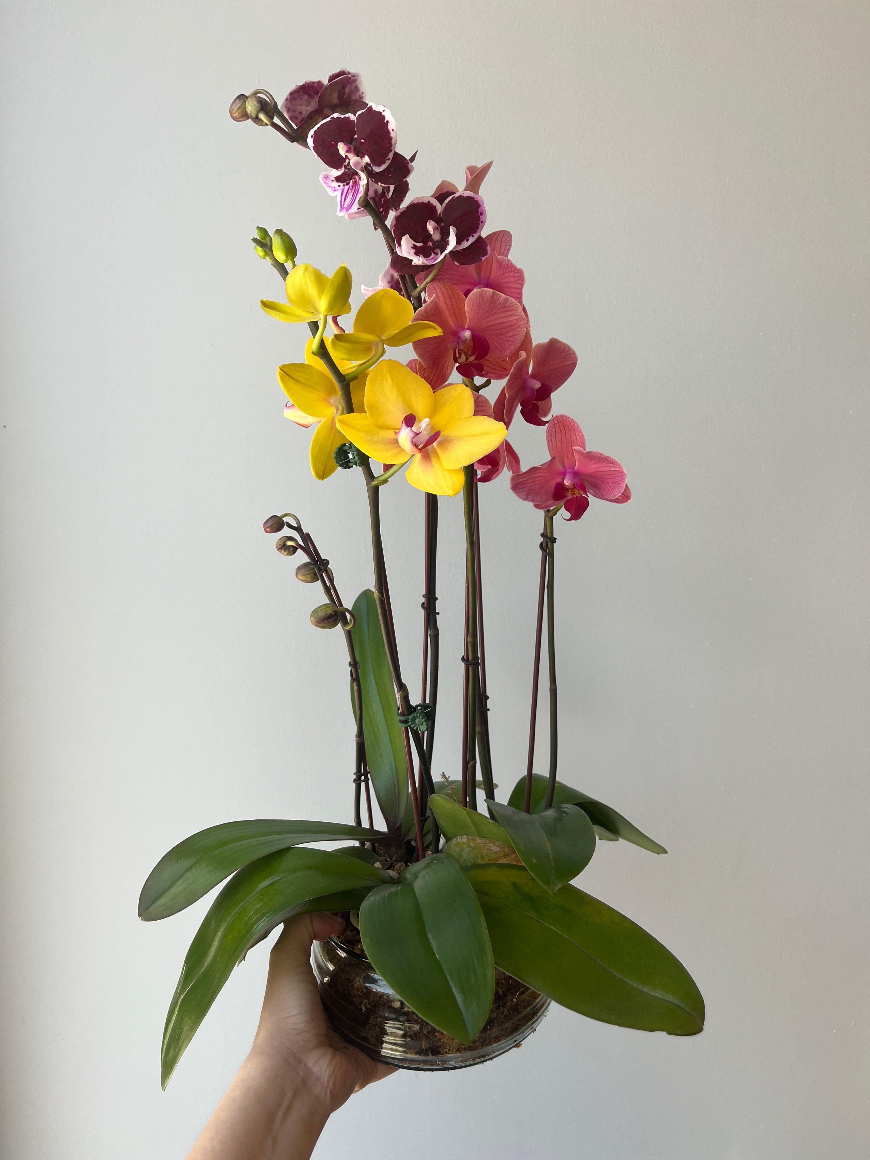 Arreglo de 3 Orquídeas Medianas en Base de Vidrio