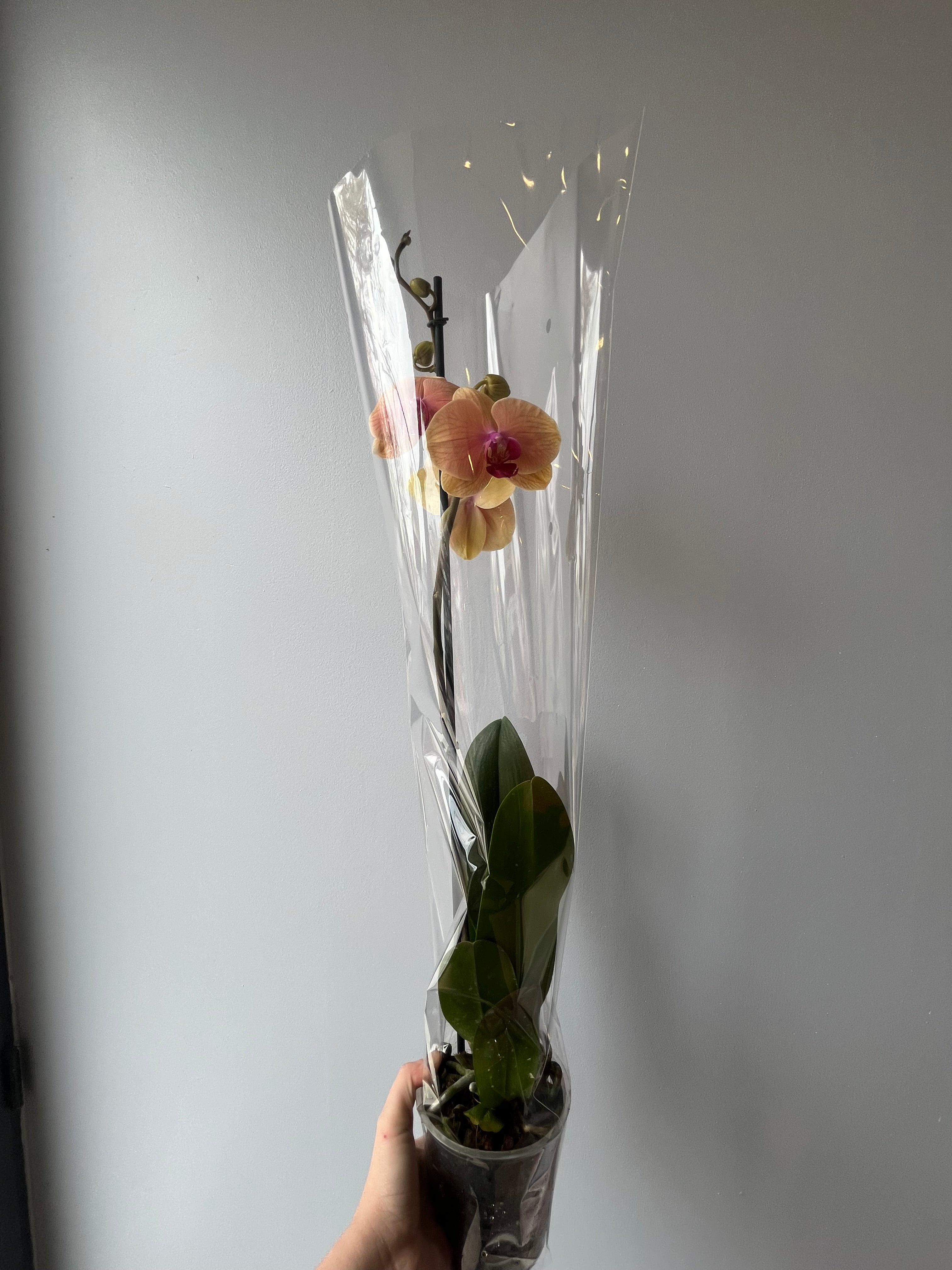 Orquídea Anaranjada