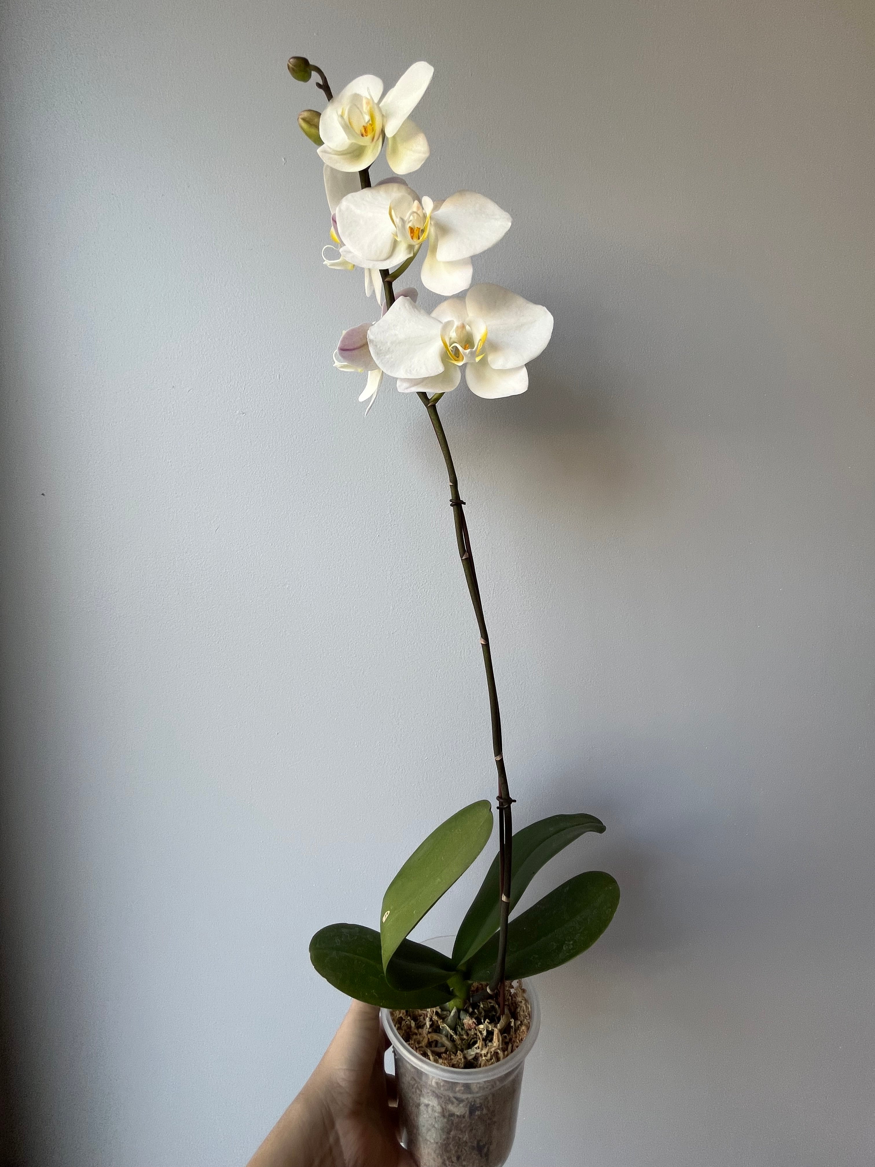 Orquídea Blanca Una Vara