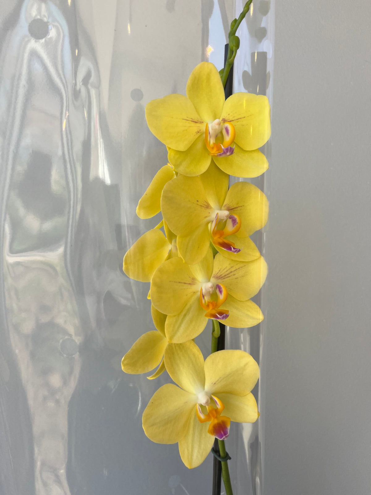 Orquídea Amarilla Pinta Rosa