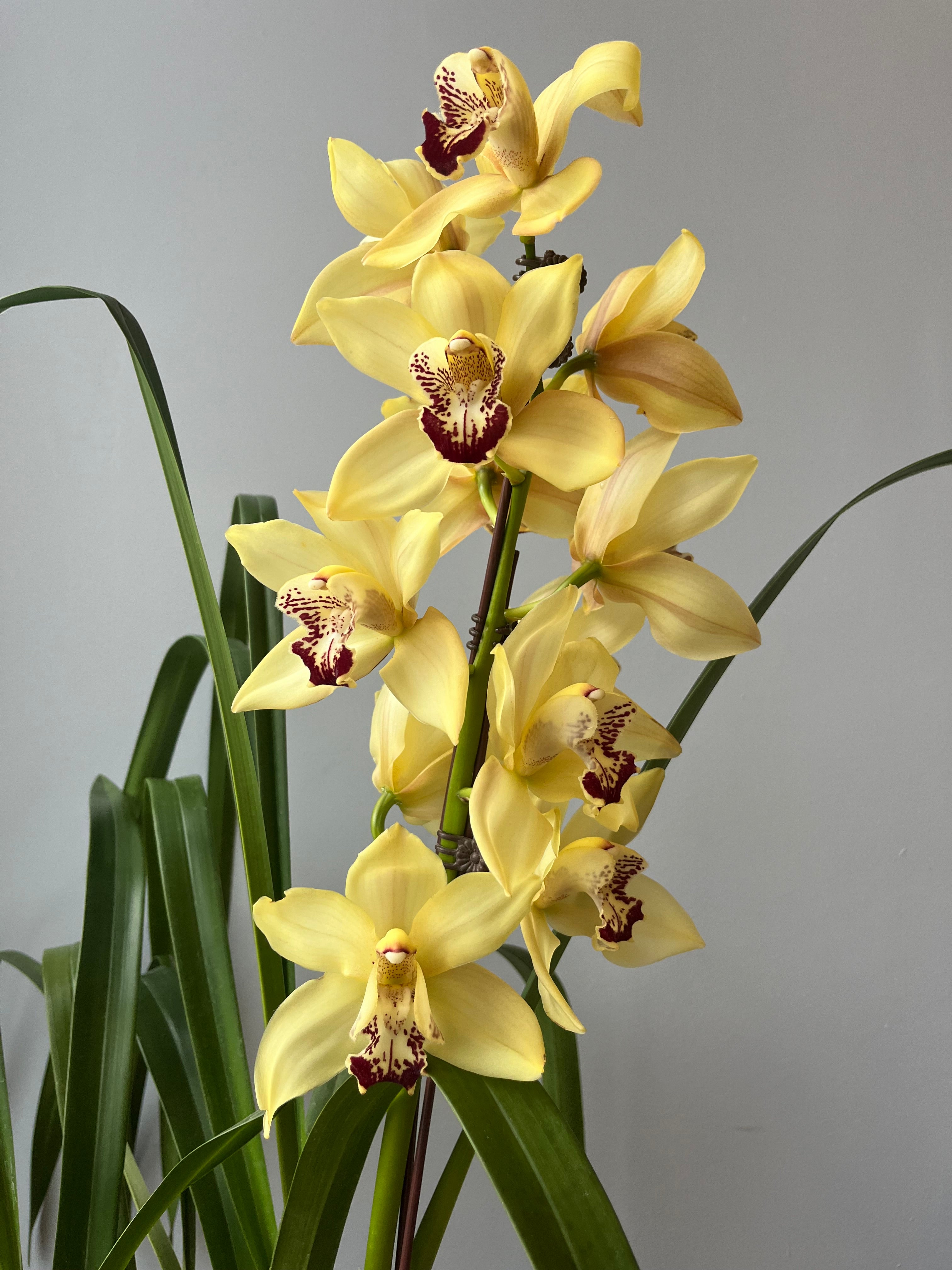 Orquídea Cymbidium Amarilla