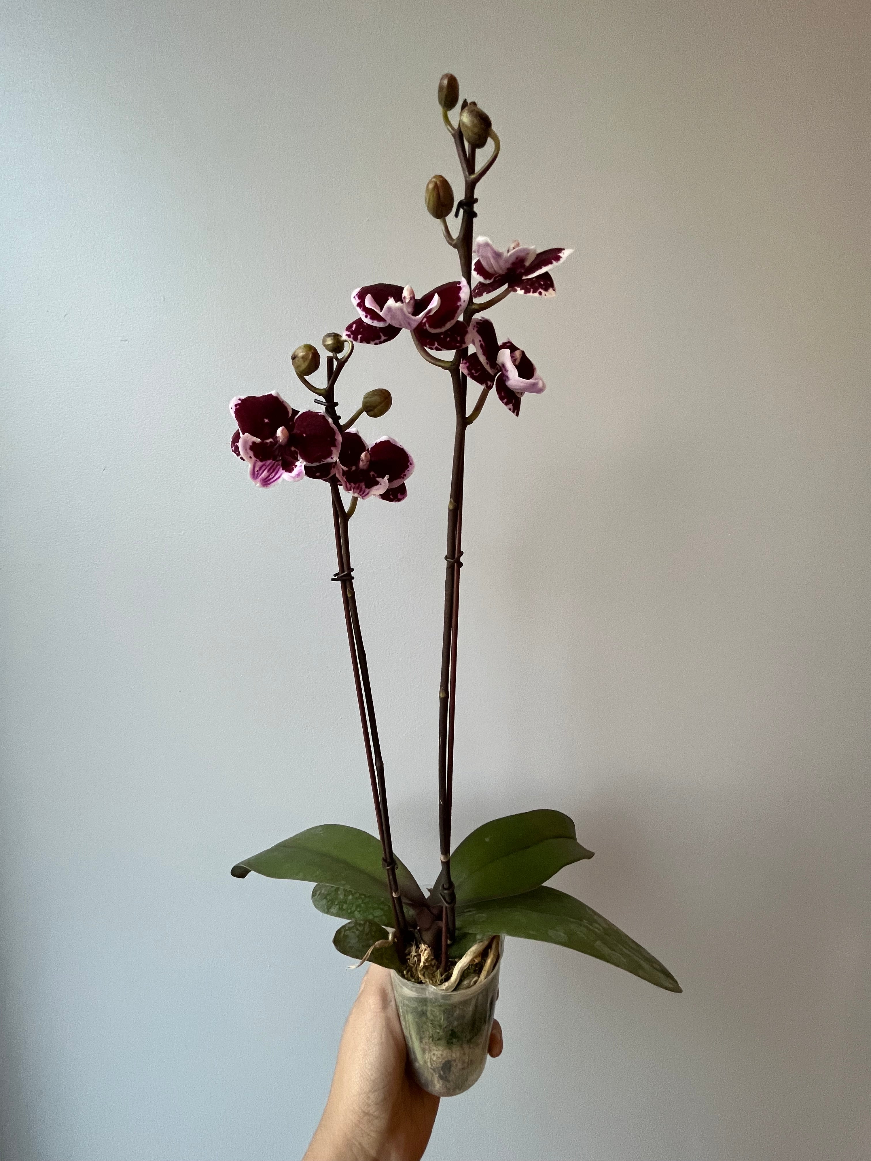 Orquídea Doble Pequeña Dark Purple