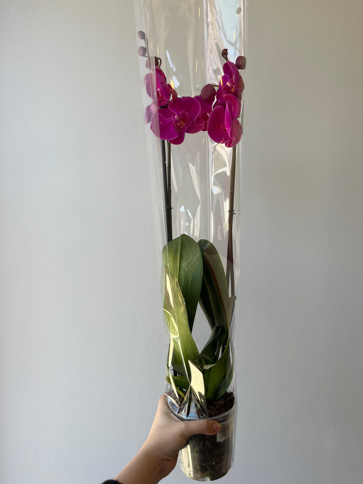 Orquídea Fucsia