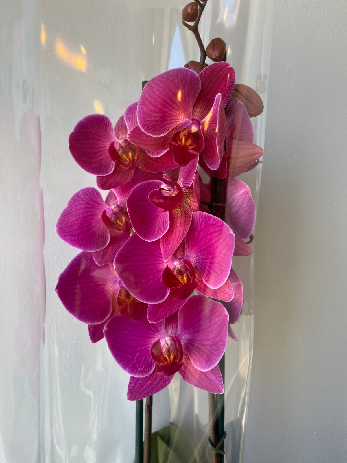 Orquídea Coral