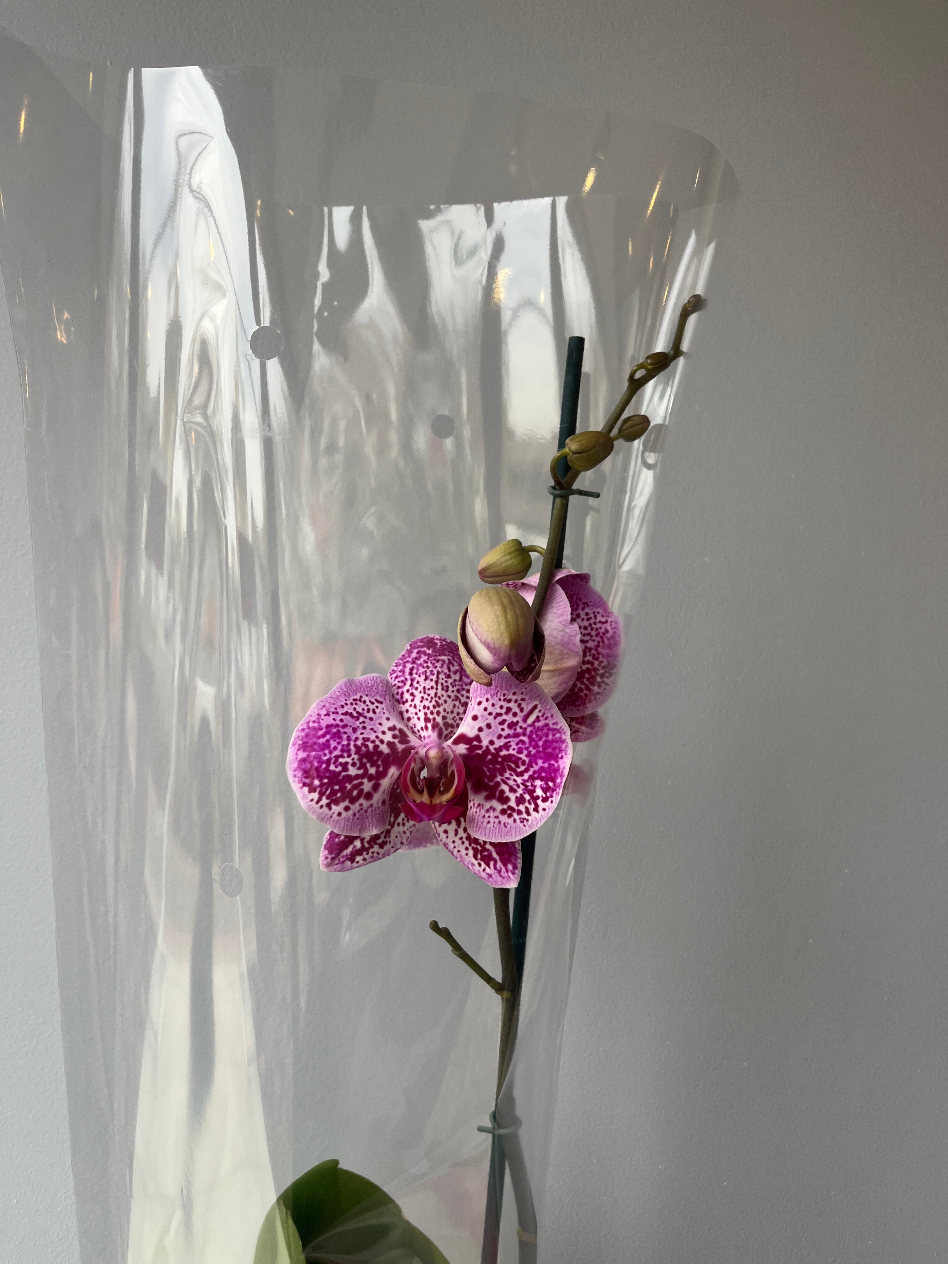 Orquídea Jaspeada