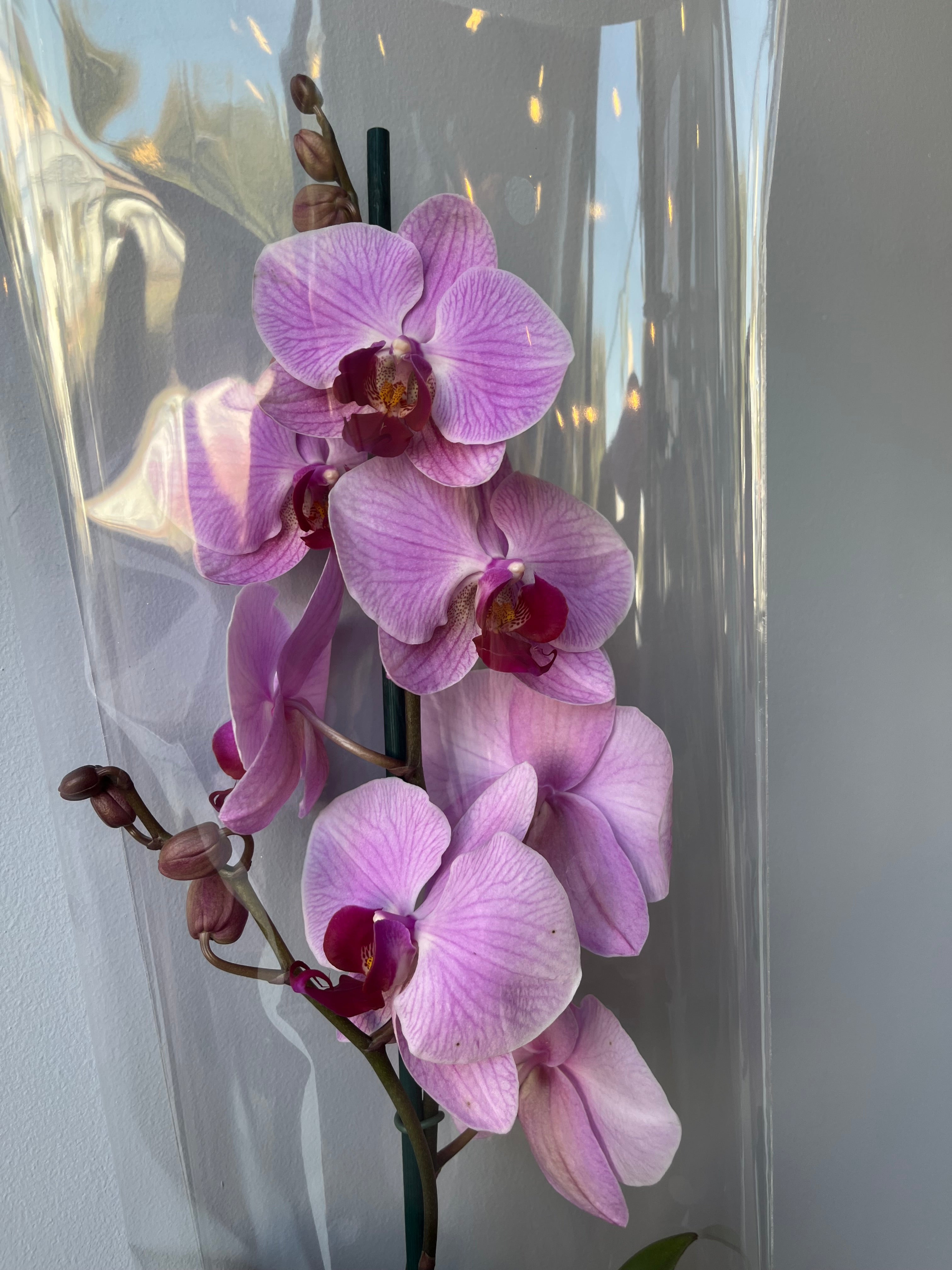 Orquídea Rosa Una Vara