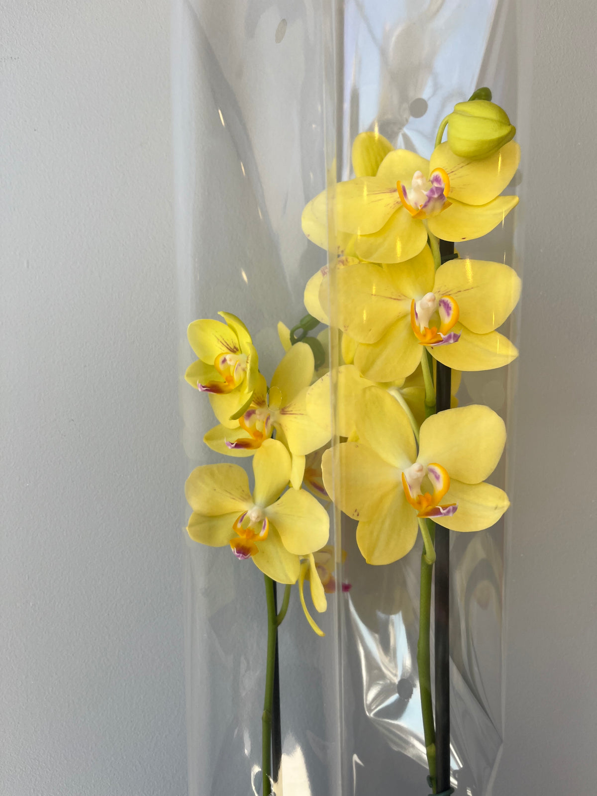 Orquídea Amarilla Pinta Rosa