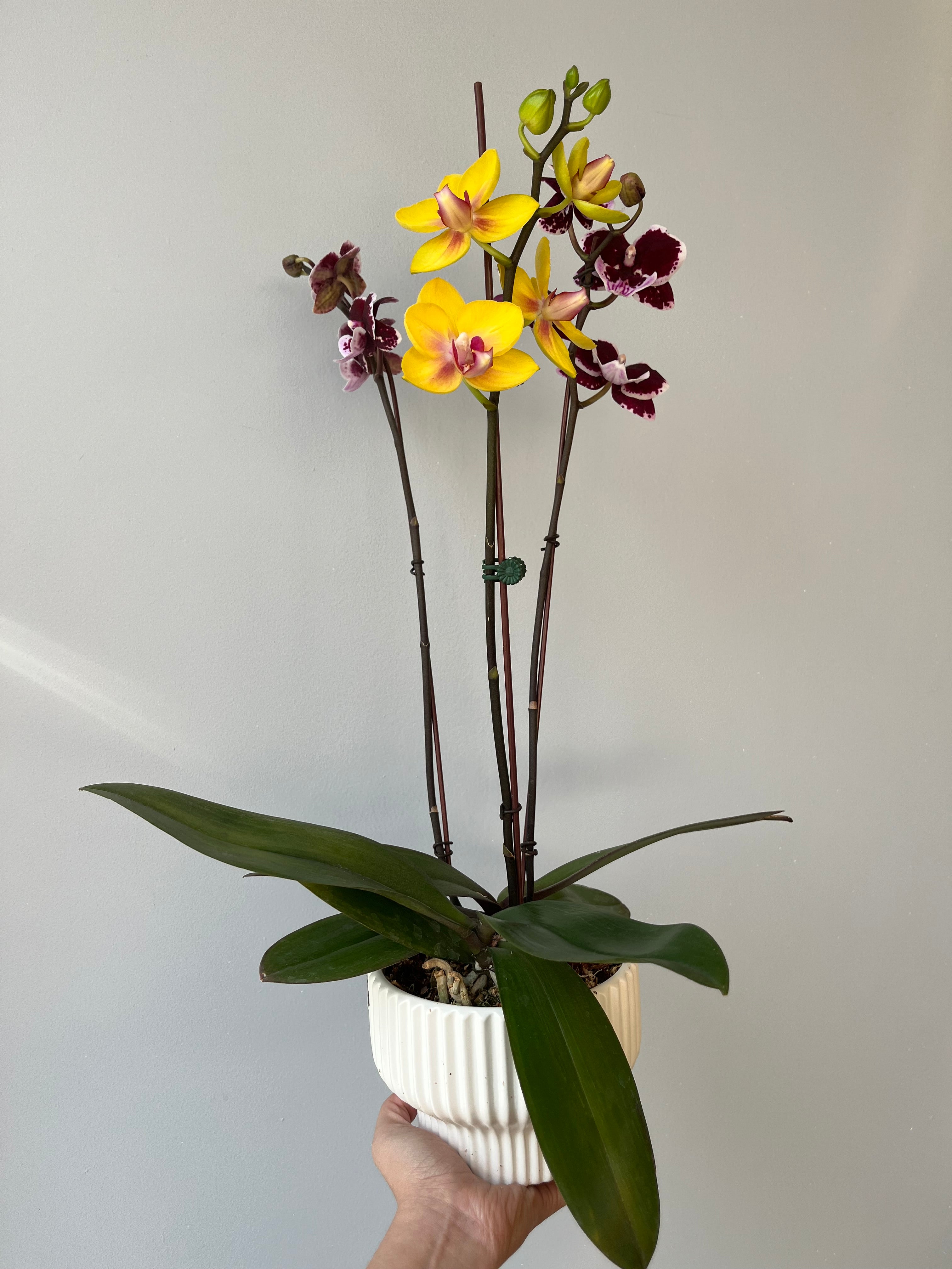 Arreglo de Orquídea amarilla y fucsia