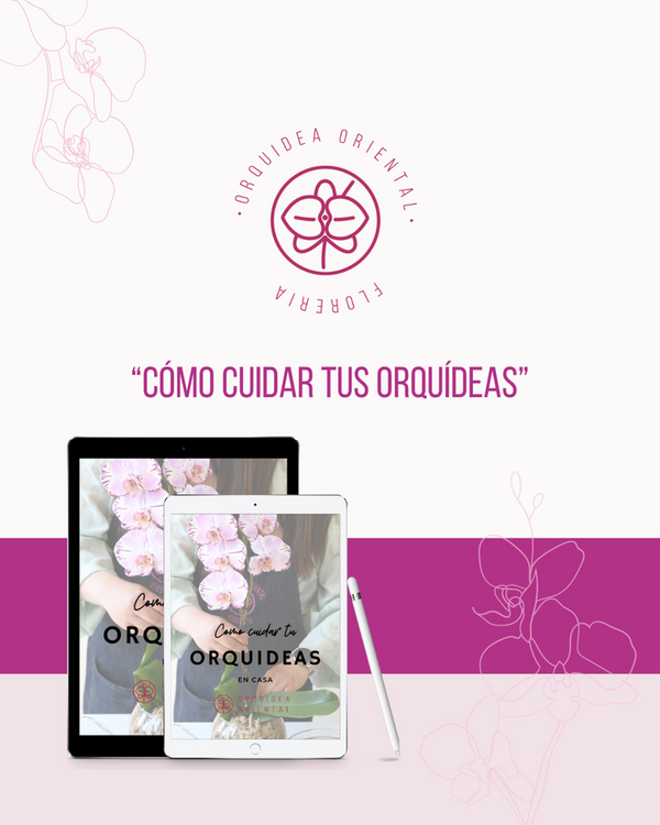 Curso online de orquideas