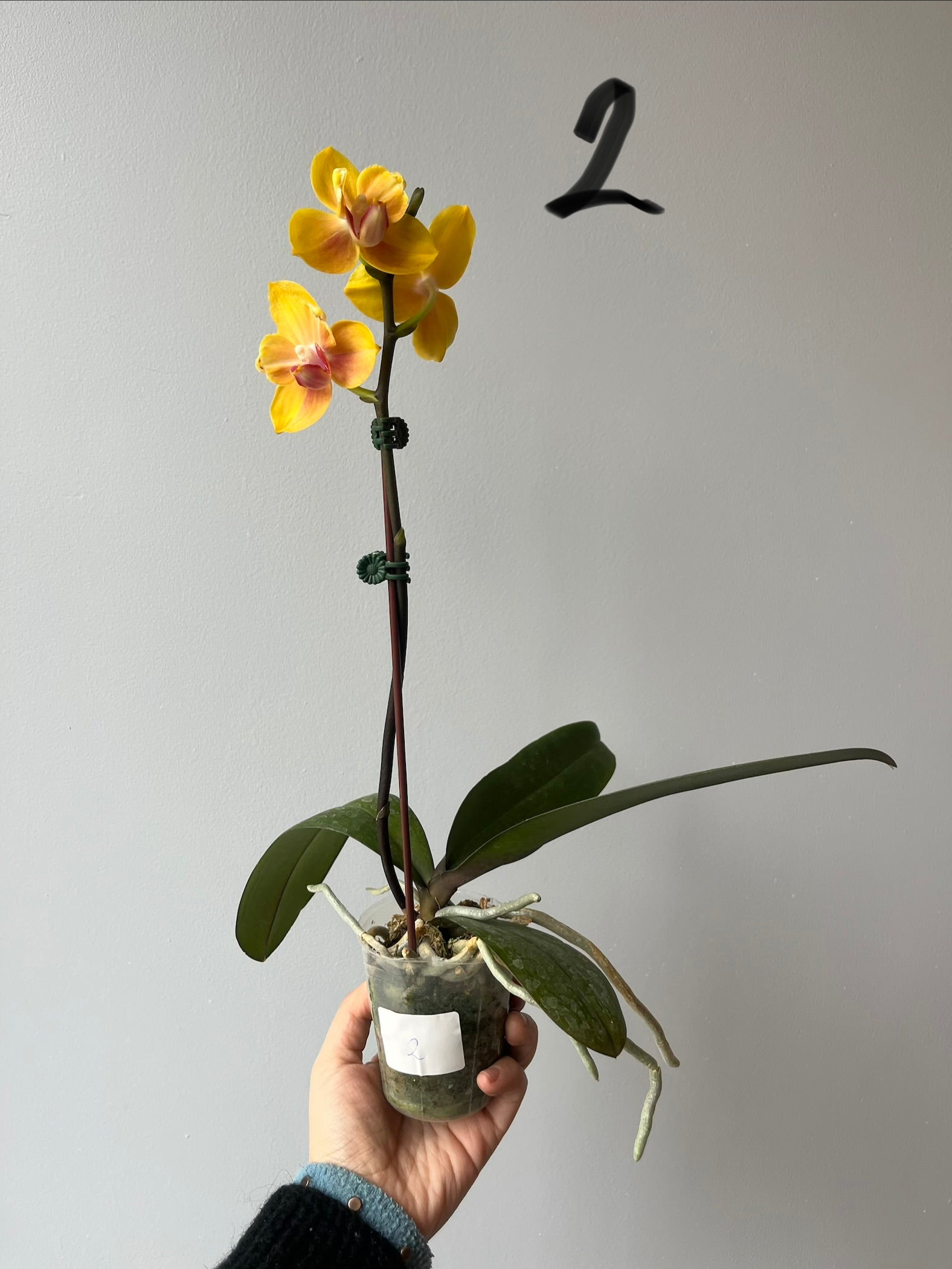 Orquídeas Medianas Amarillas