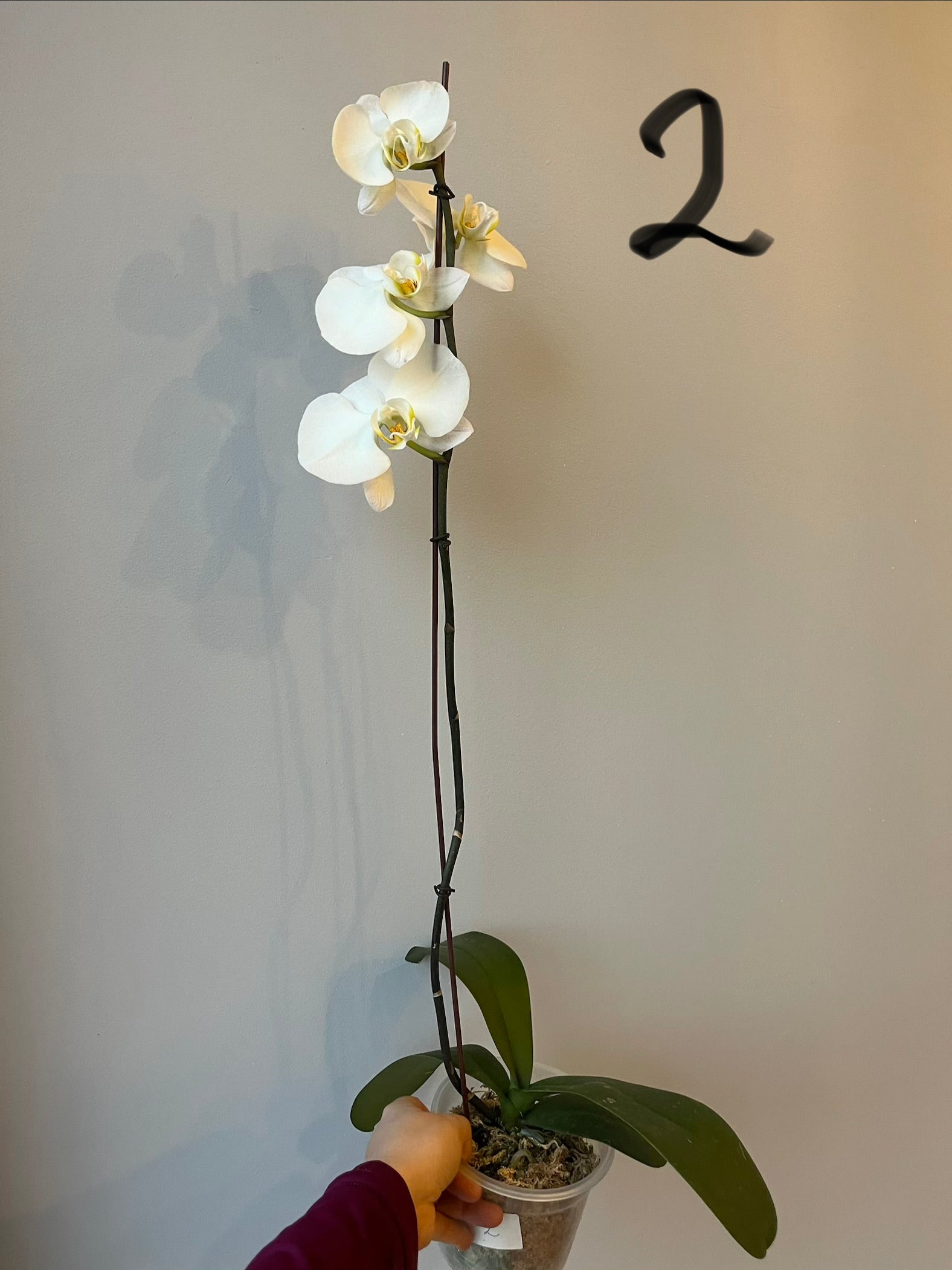Orquídeas Grandes Blancas