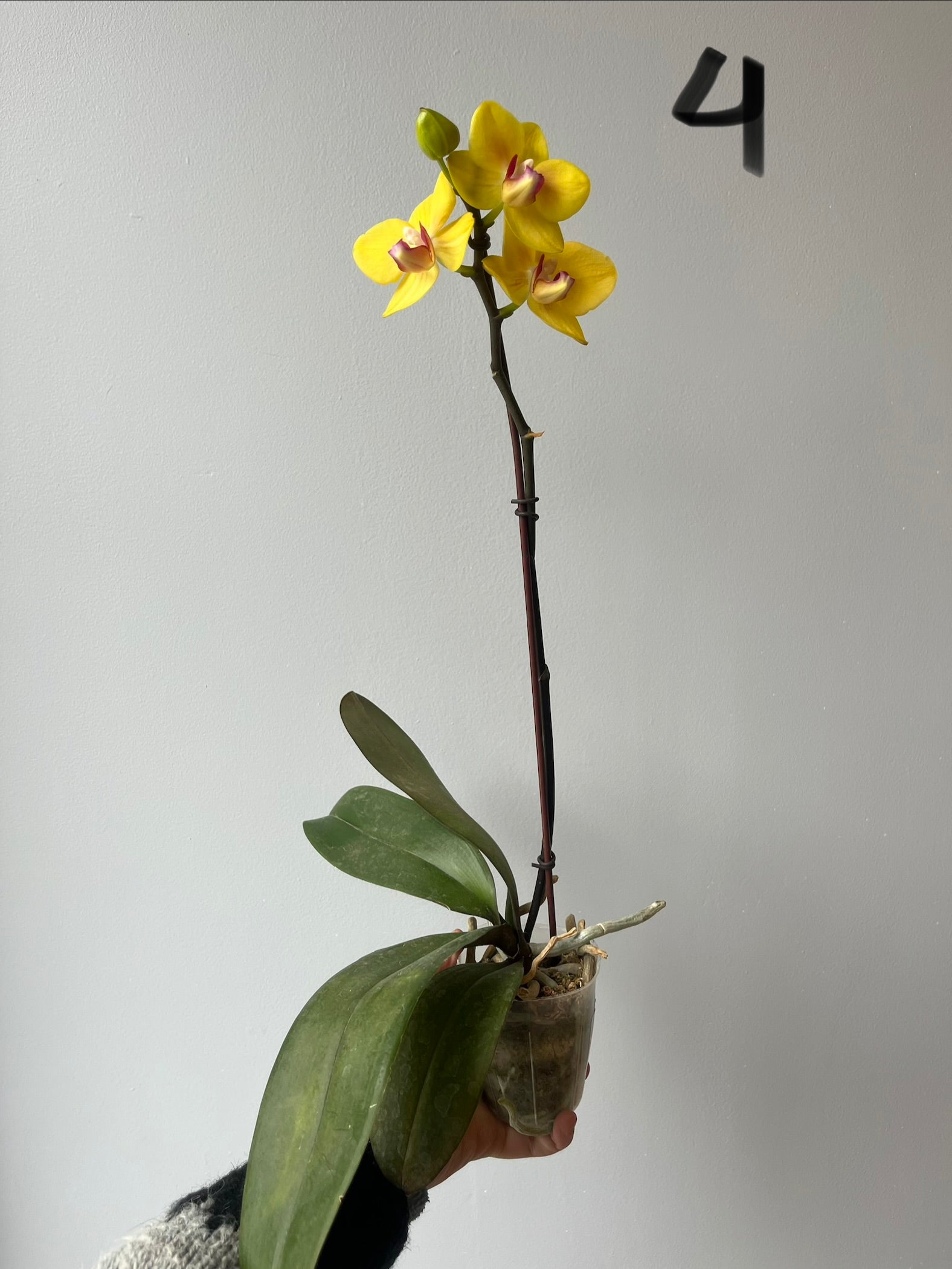 Orquídeas Medianas Amarillas