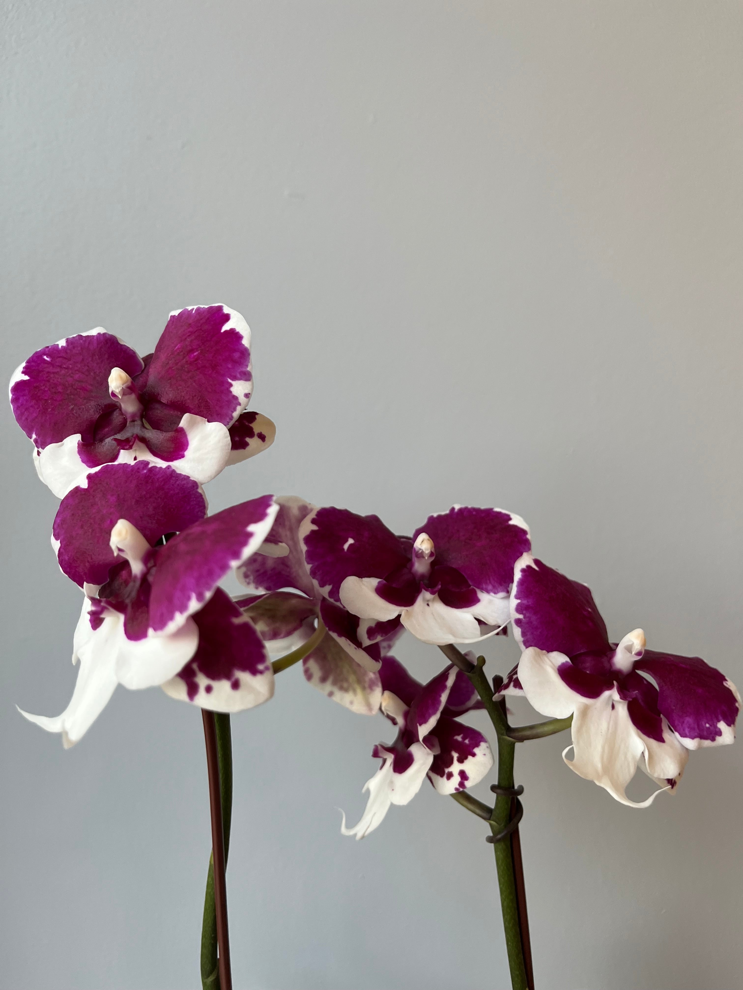 Orquídea Doble Pequeña Lila Oscuro