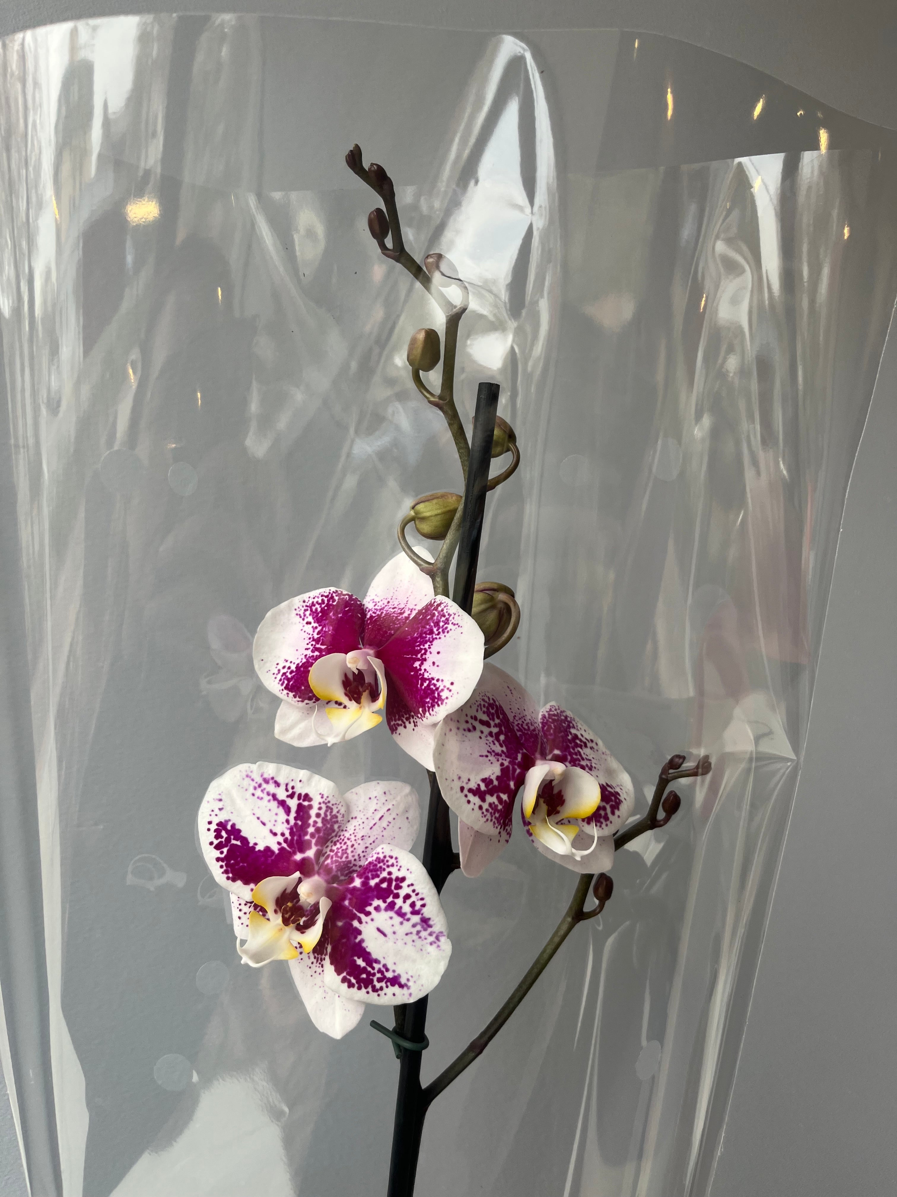 Orquídea Splash Morada