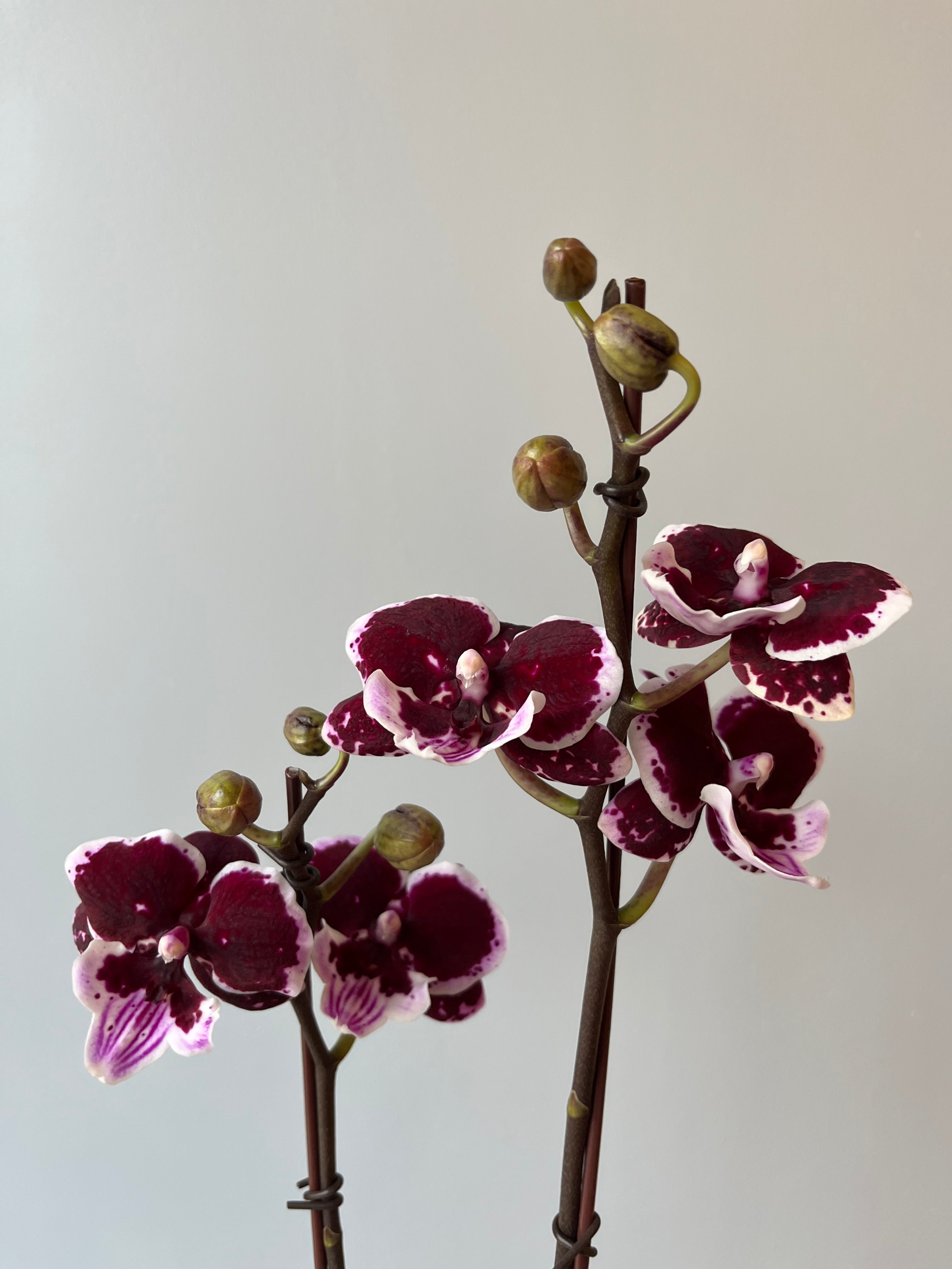 Orquídea Doble Pequeña Dark Purple