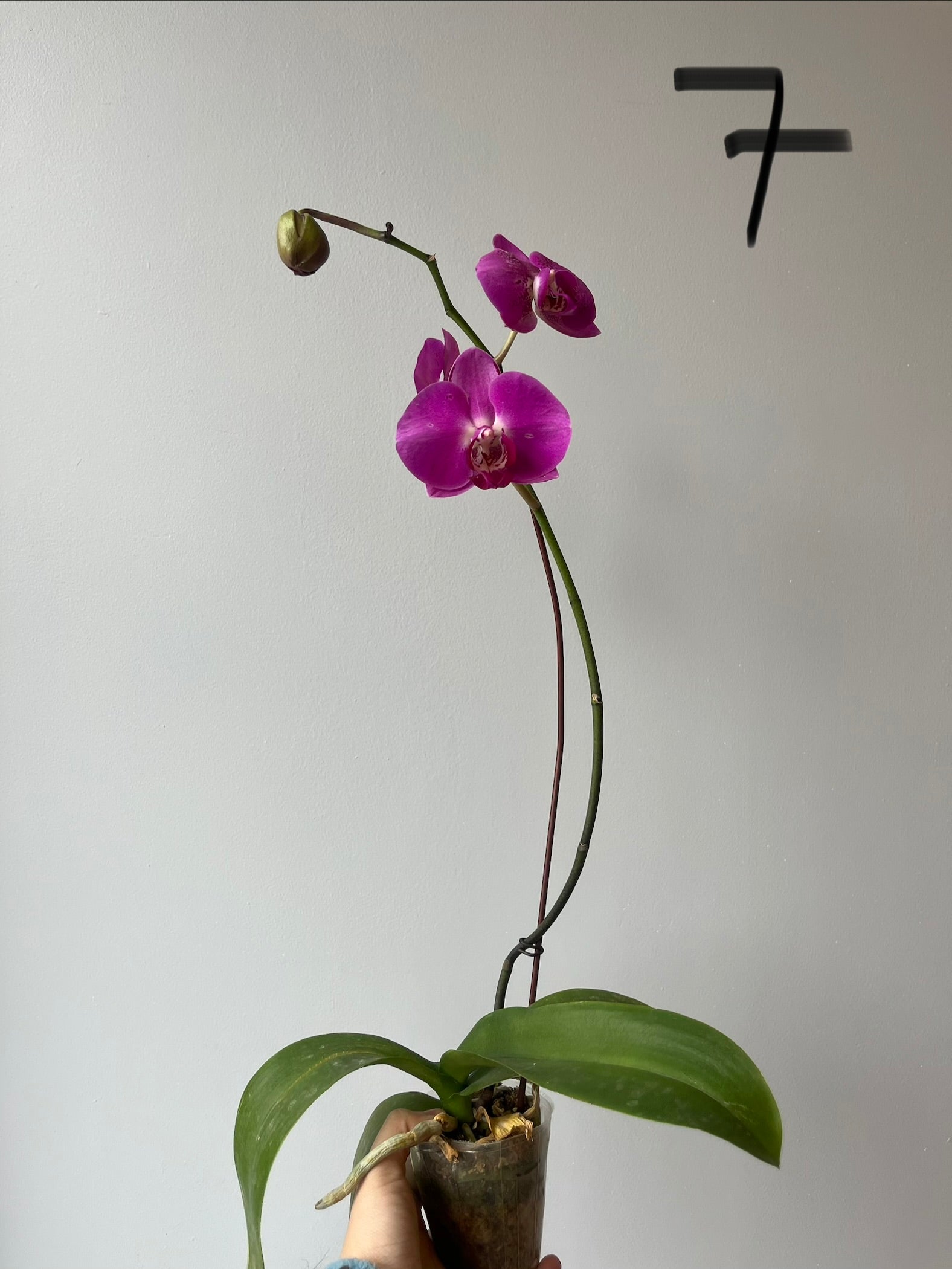 Orquídeas Medianas Fucsias Tonos