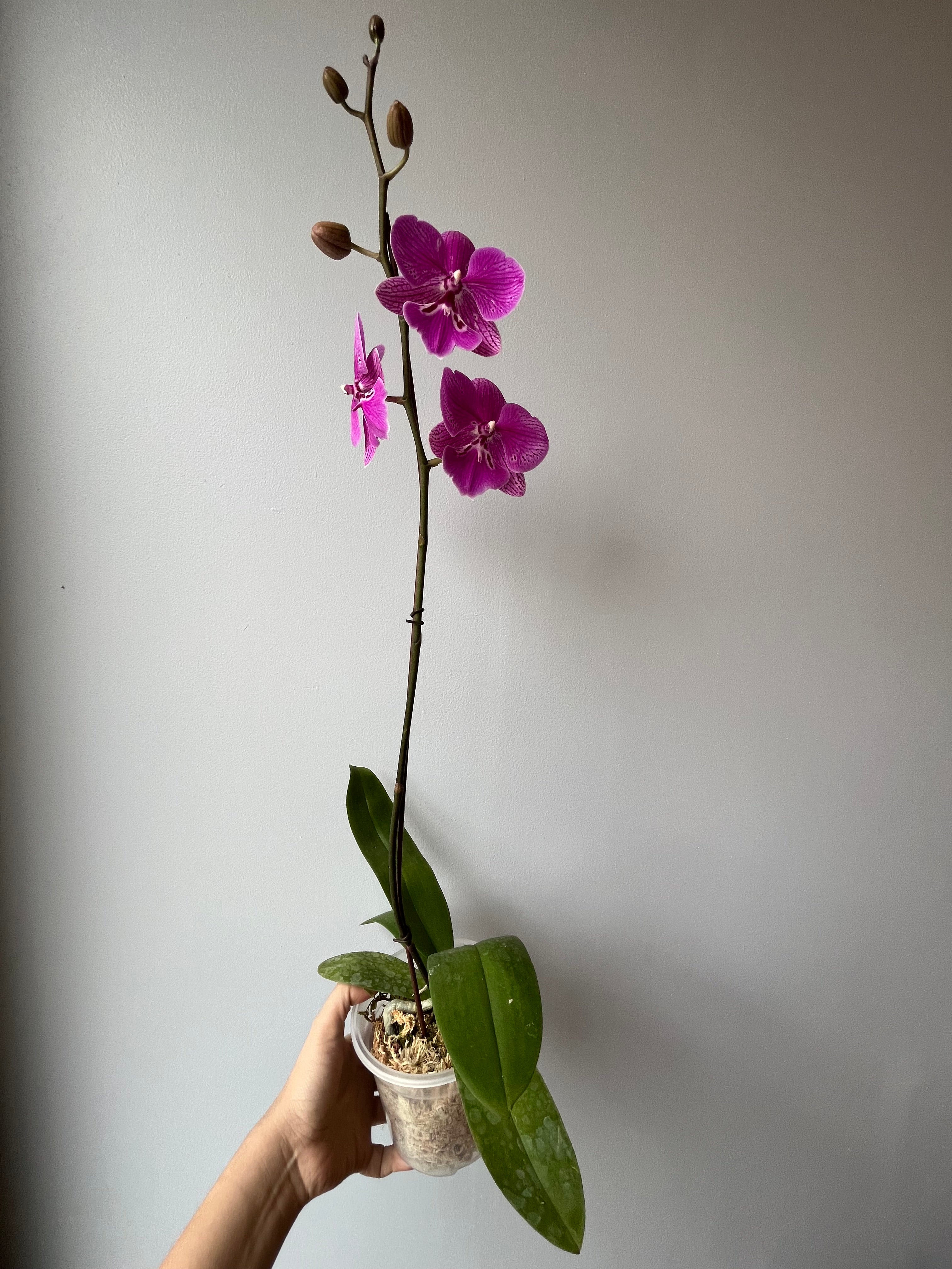 Orquídea Fucsia Mariposa