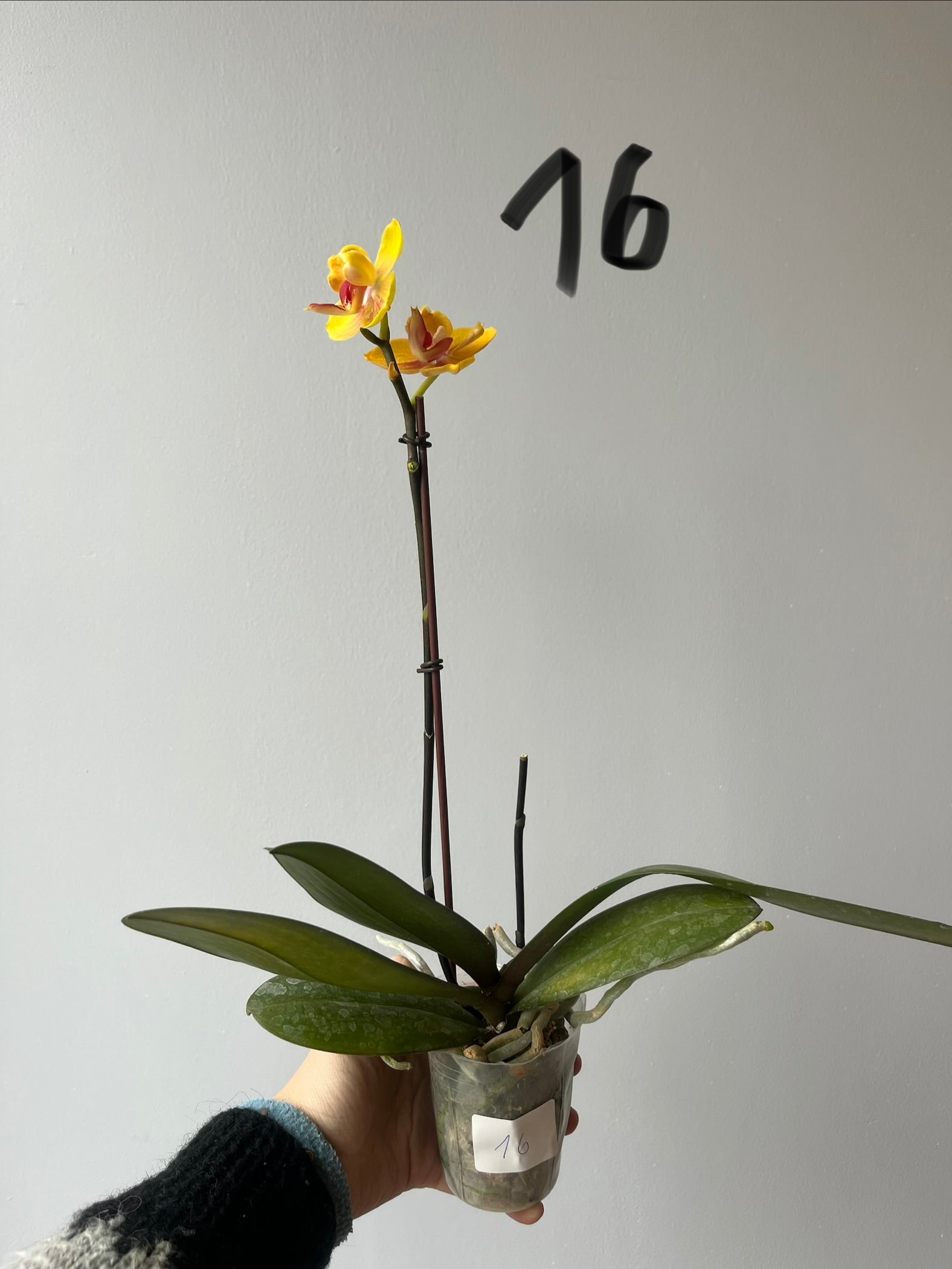 Orquídeas Medianas Amarillas
