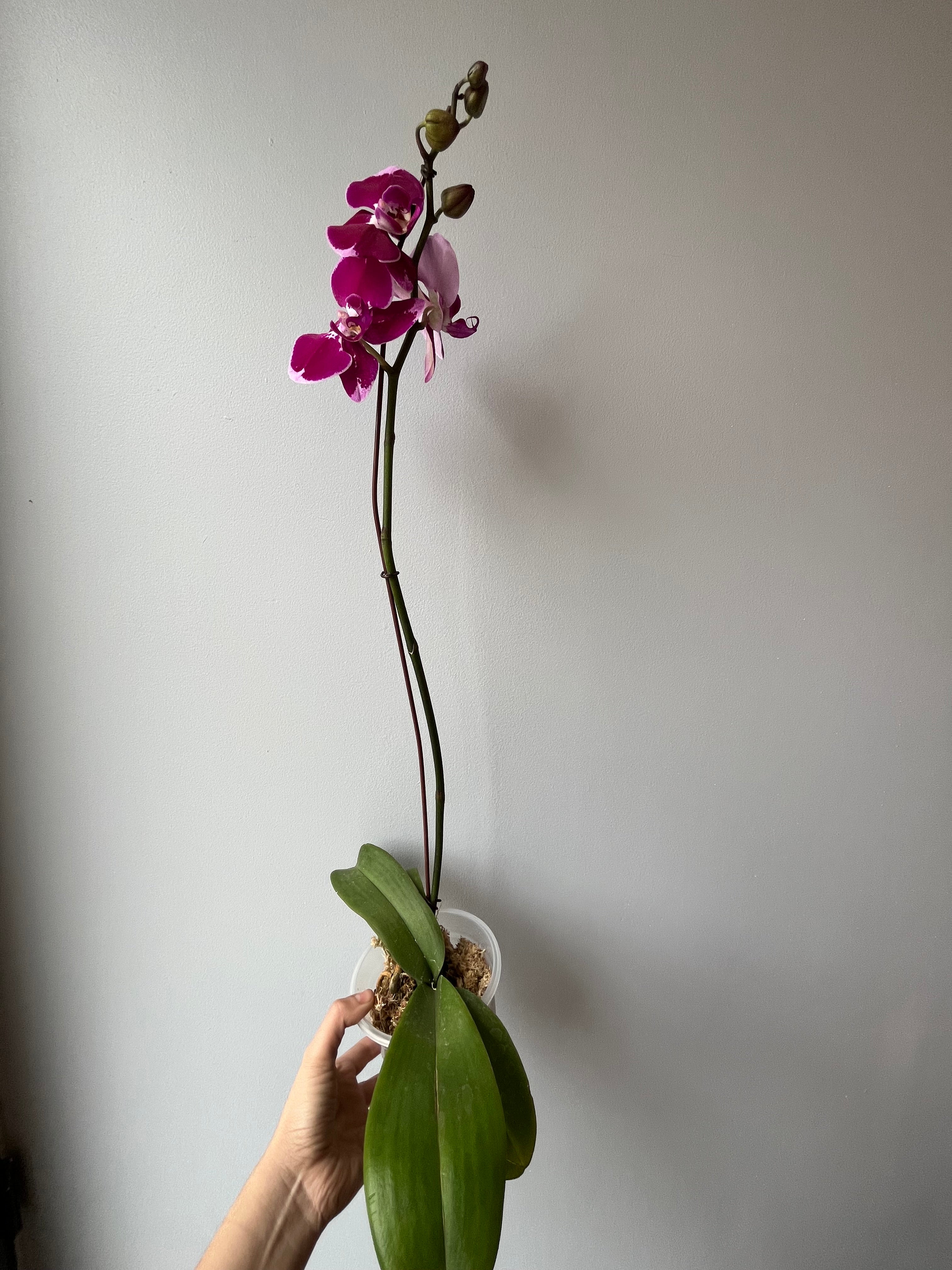 Orquídea fucsia rosa