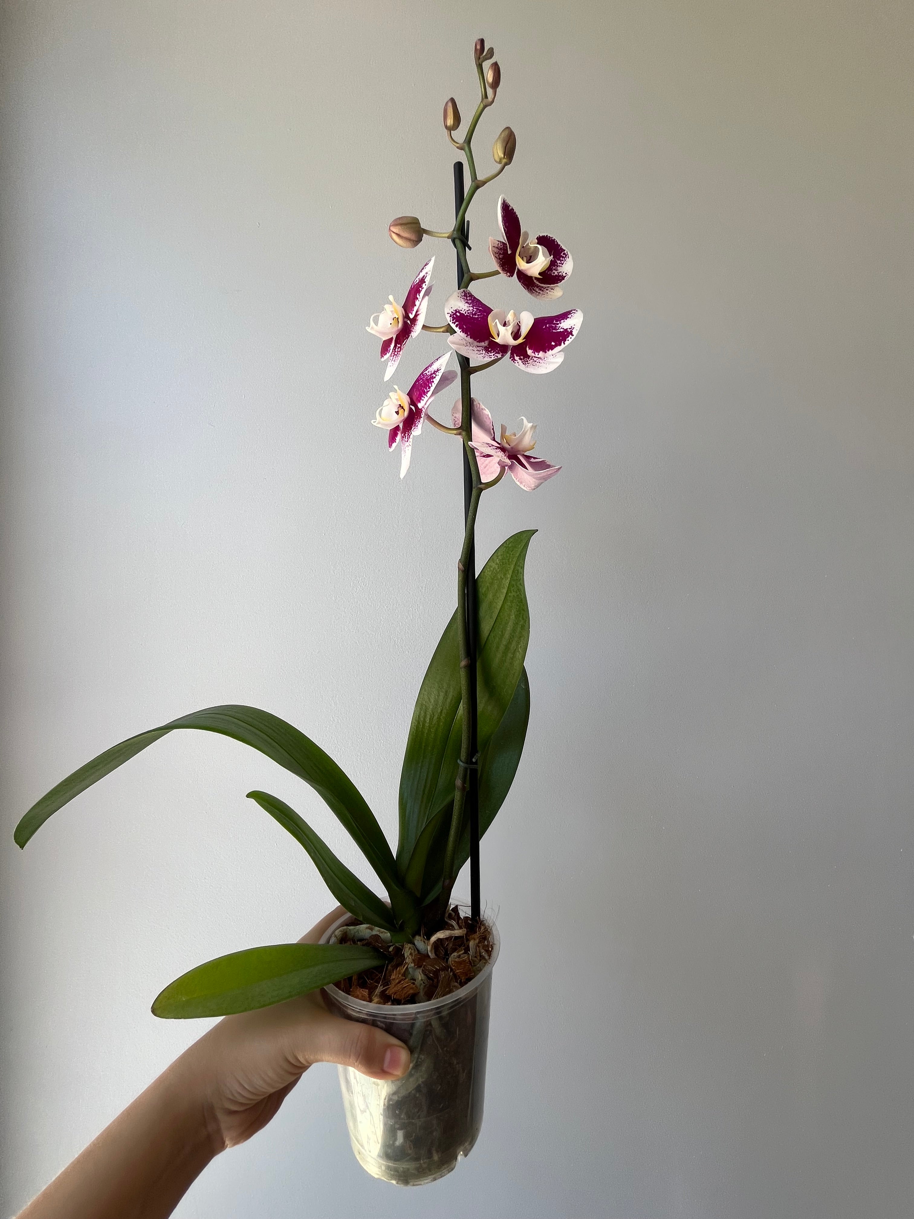 Orquídea Fucsia Rociada Una Vara
