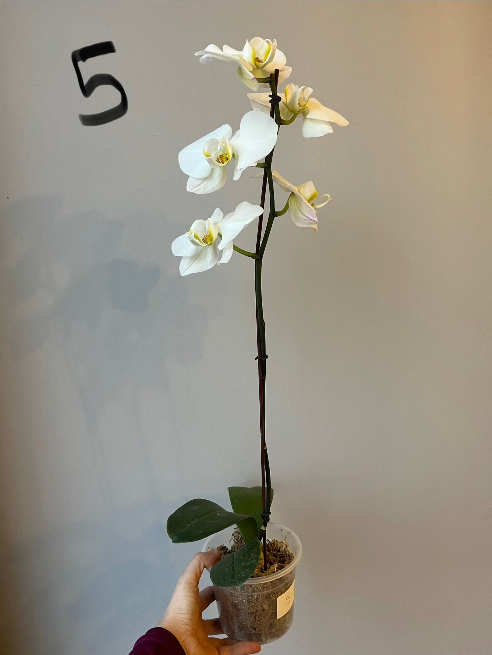 Orquídeas Grandes Blancas