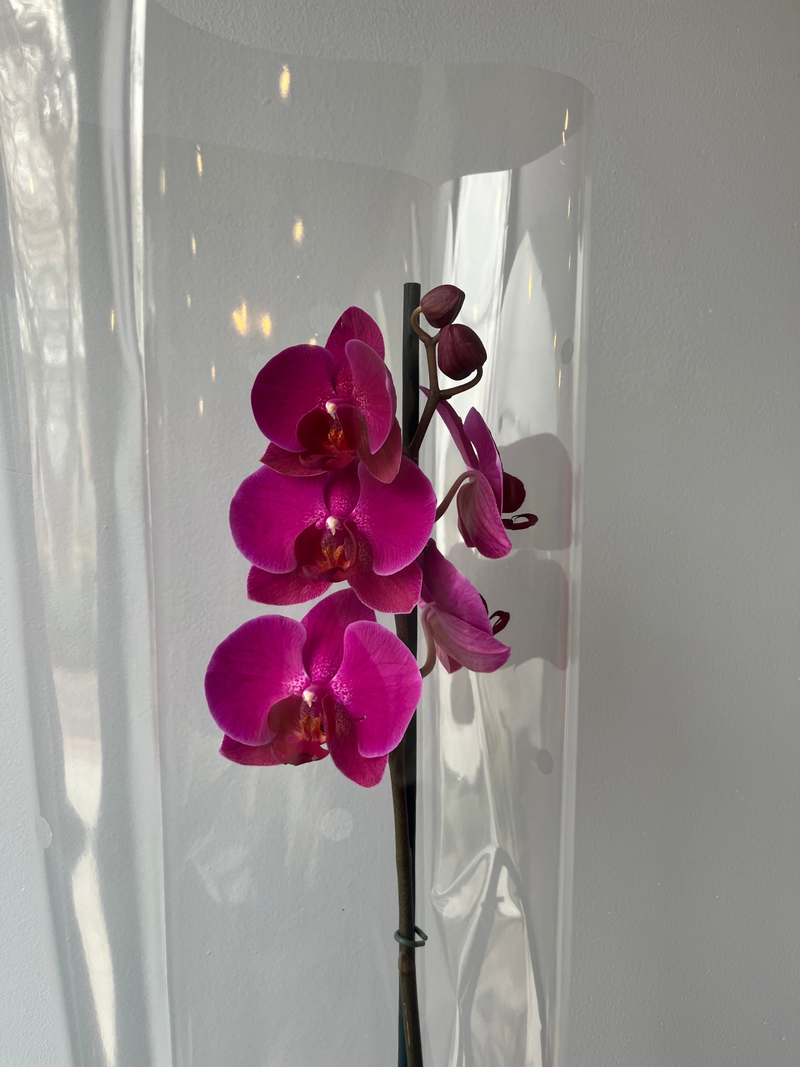 Orquídea Fucsia