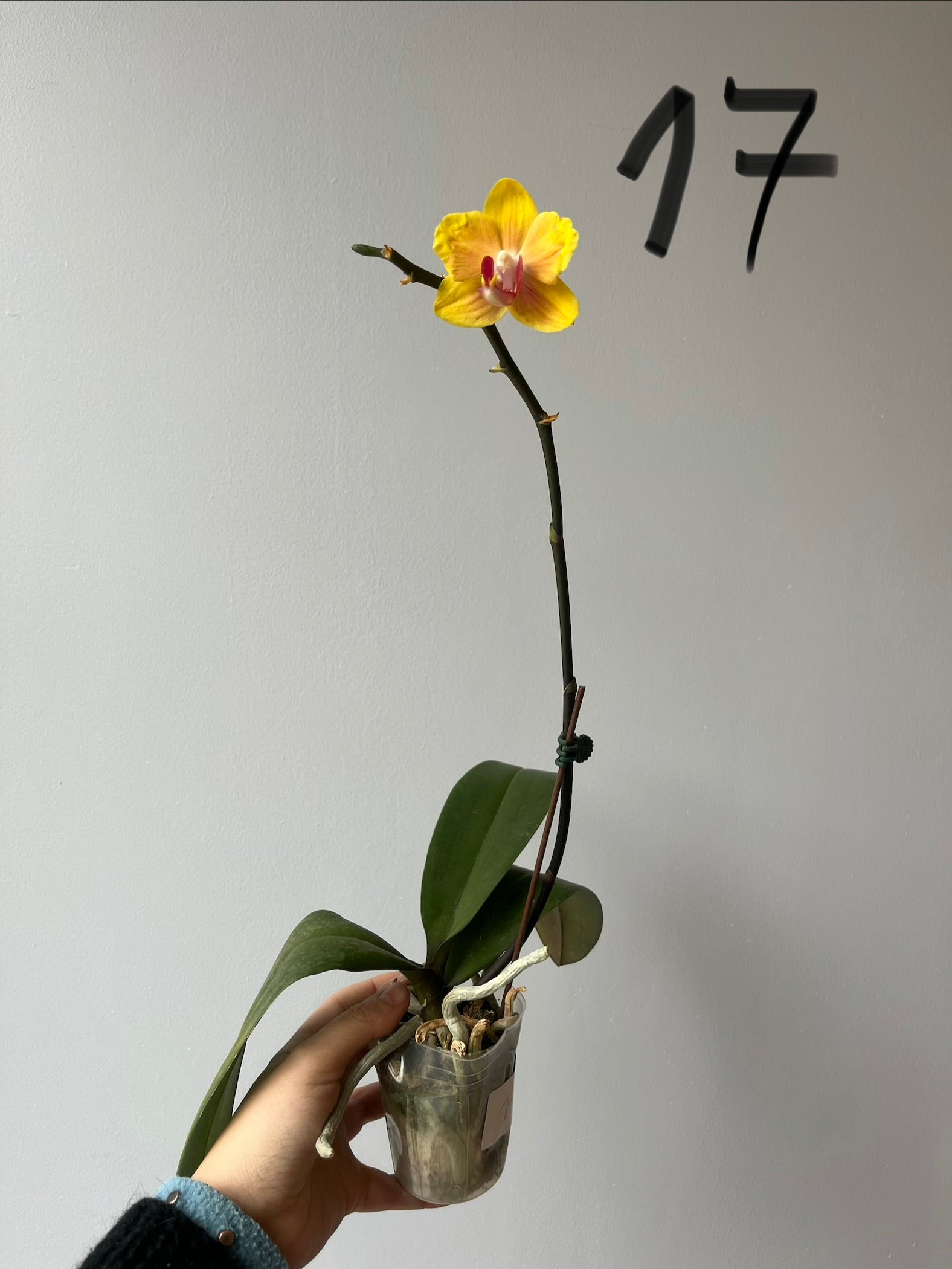 Orquídeas Medianas Amarillas