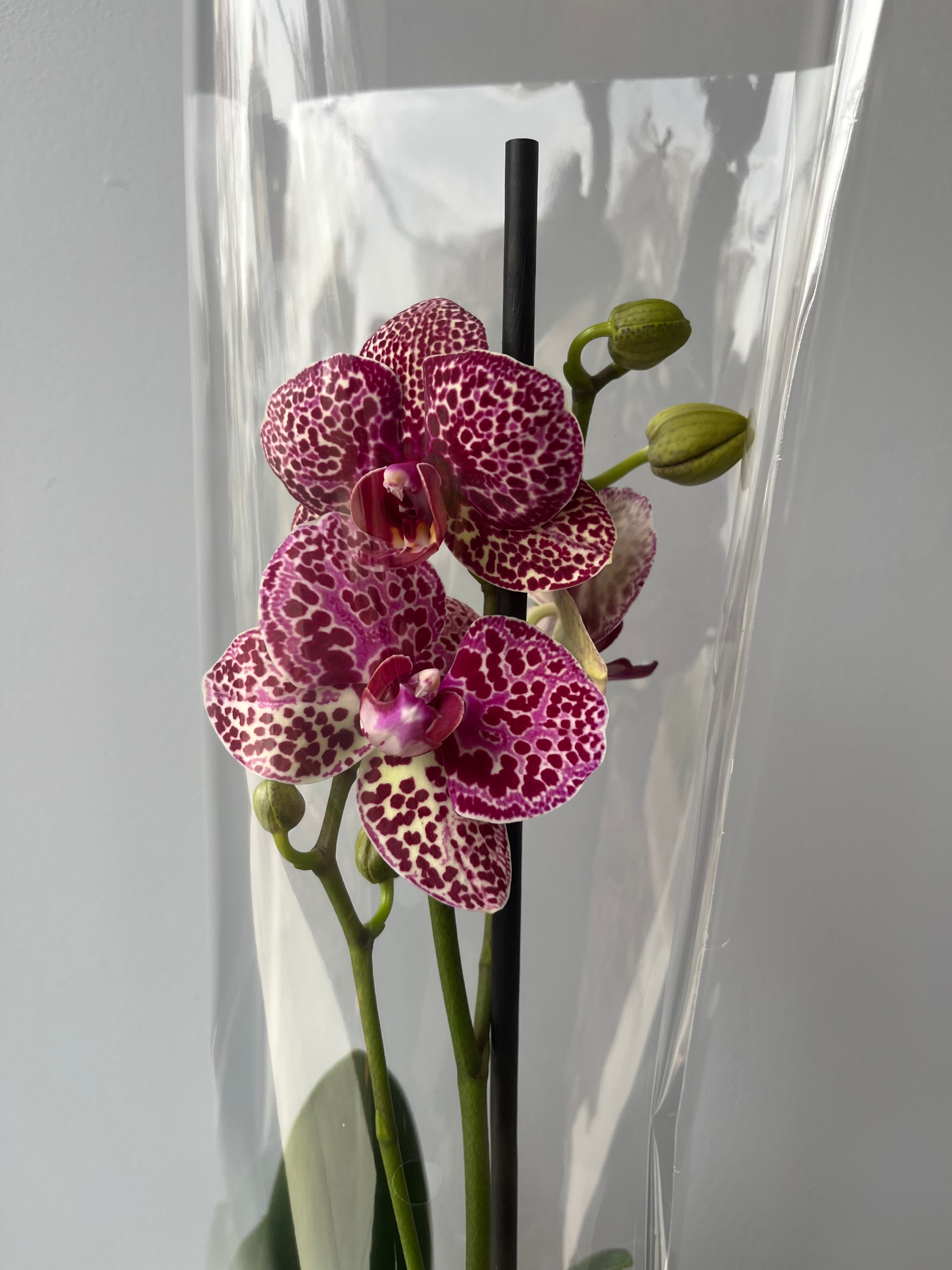 Orquídea Atigrada