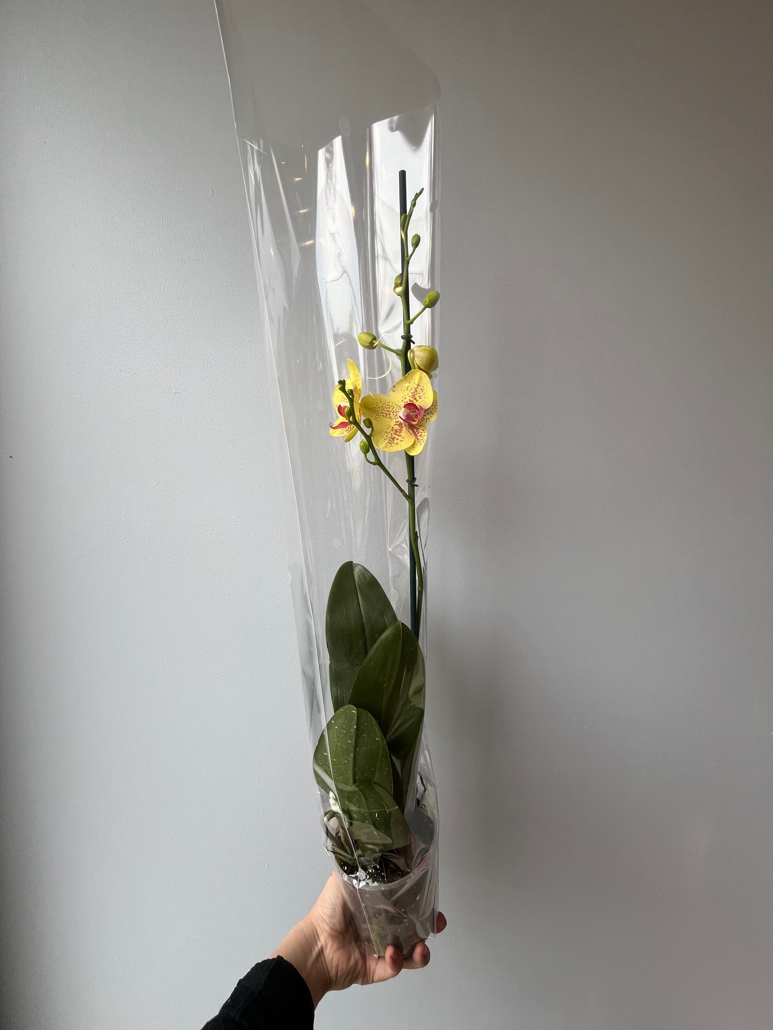 Orquídea Amarilla Pecas